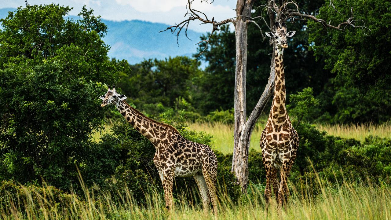 Zanzibar to Mikumi: Fly-In Safari Day Trip with Bush Lunch