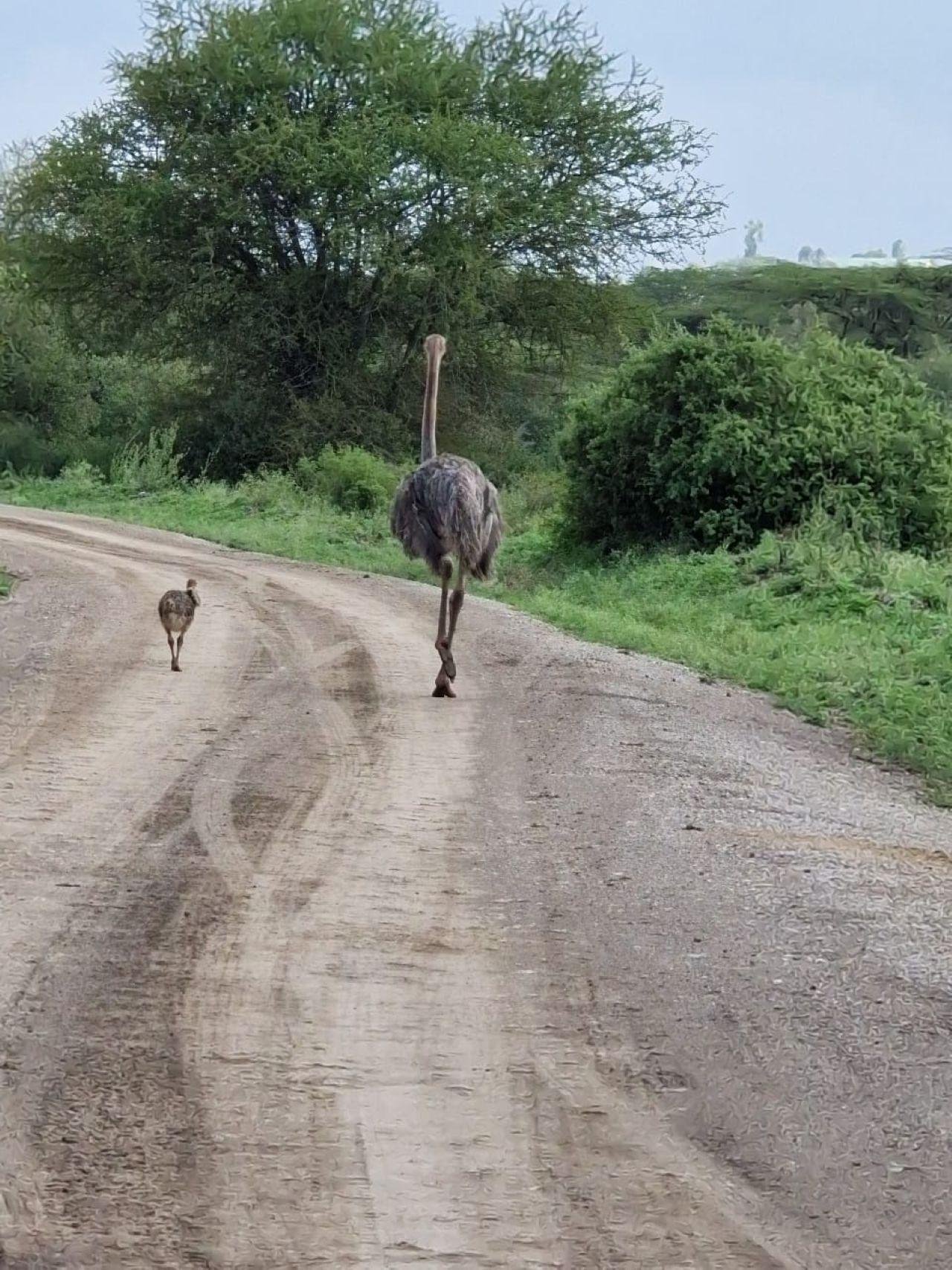 Nairobi Safari: National Park, Elephant Orphanage & Giraffe Center