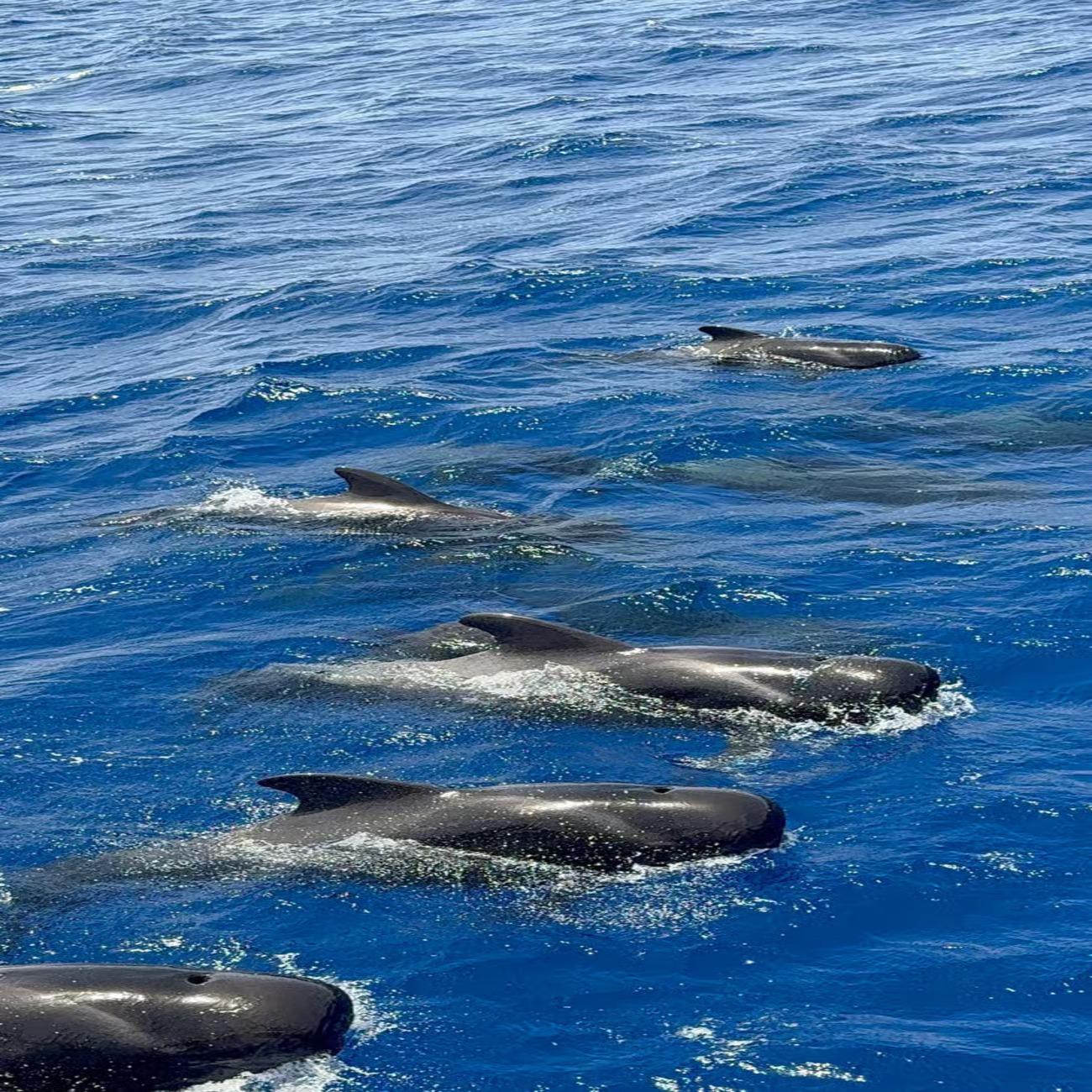 Tenerife Eco-Yacht Whale & Dolphin Watching Cruise