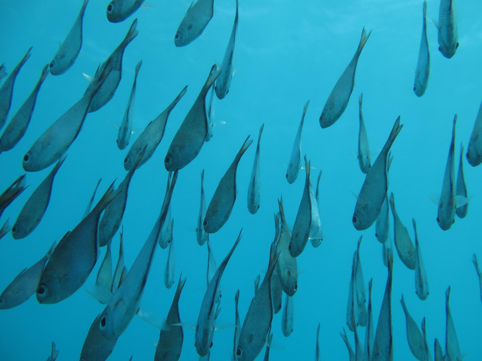 Mnemba Island Dolphin & Snorkel Boat Trip from Matemwe