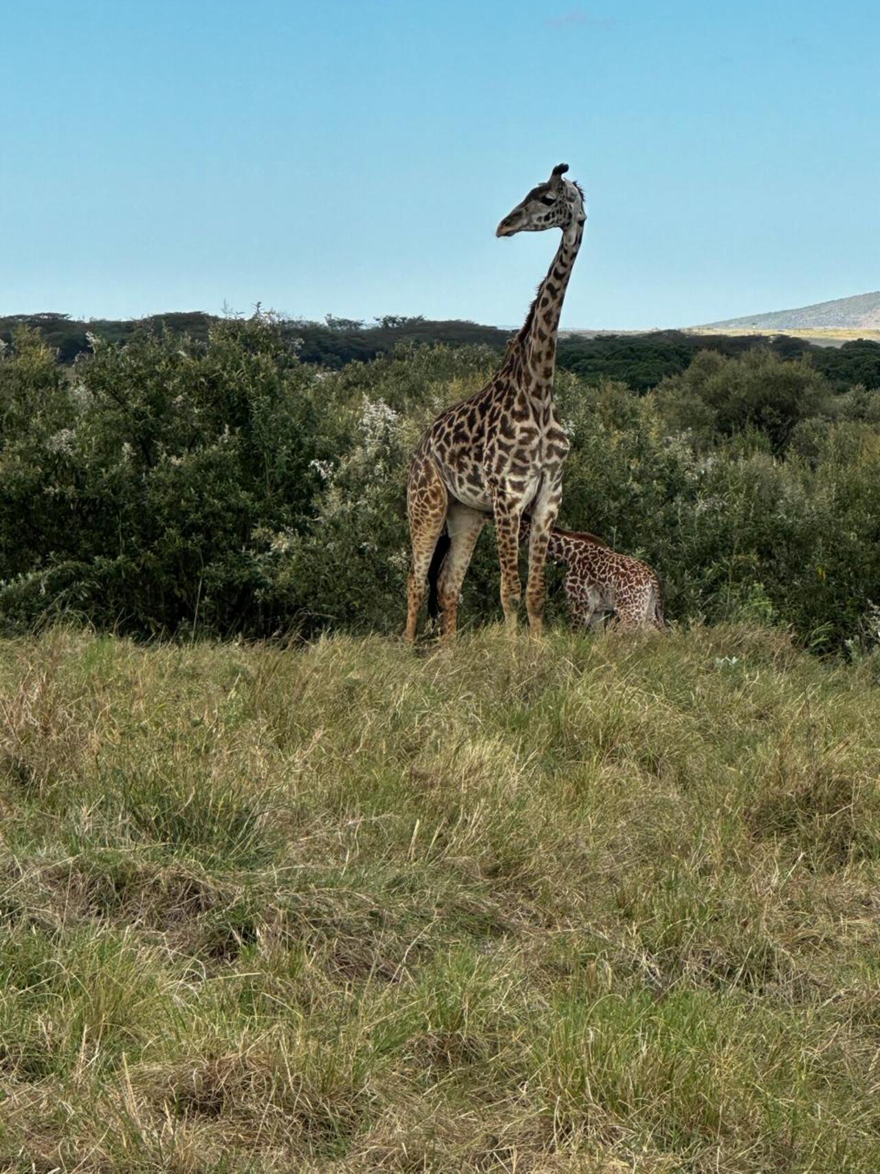 Nairobi National Park 5-Hour Guided Safari