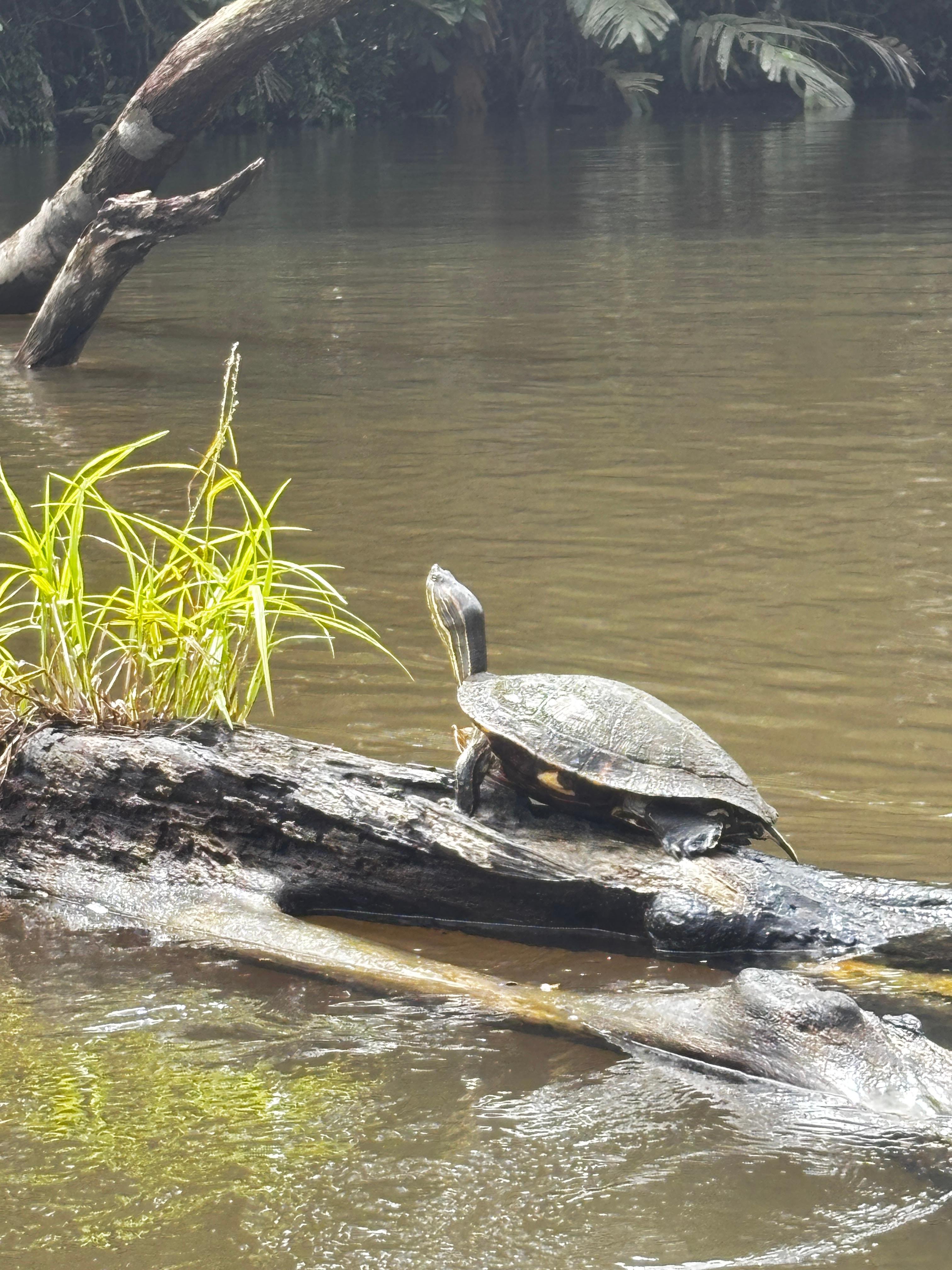 Tortuguero 2-Day Eco Adventure: Canoe, Jaguar Trail, Night Walk & Turtle Nesting