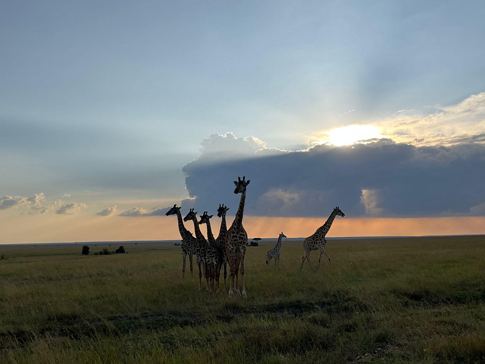 3-Day Masai Mara Safari Adventure from Nairobi