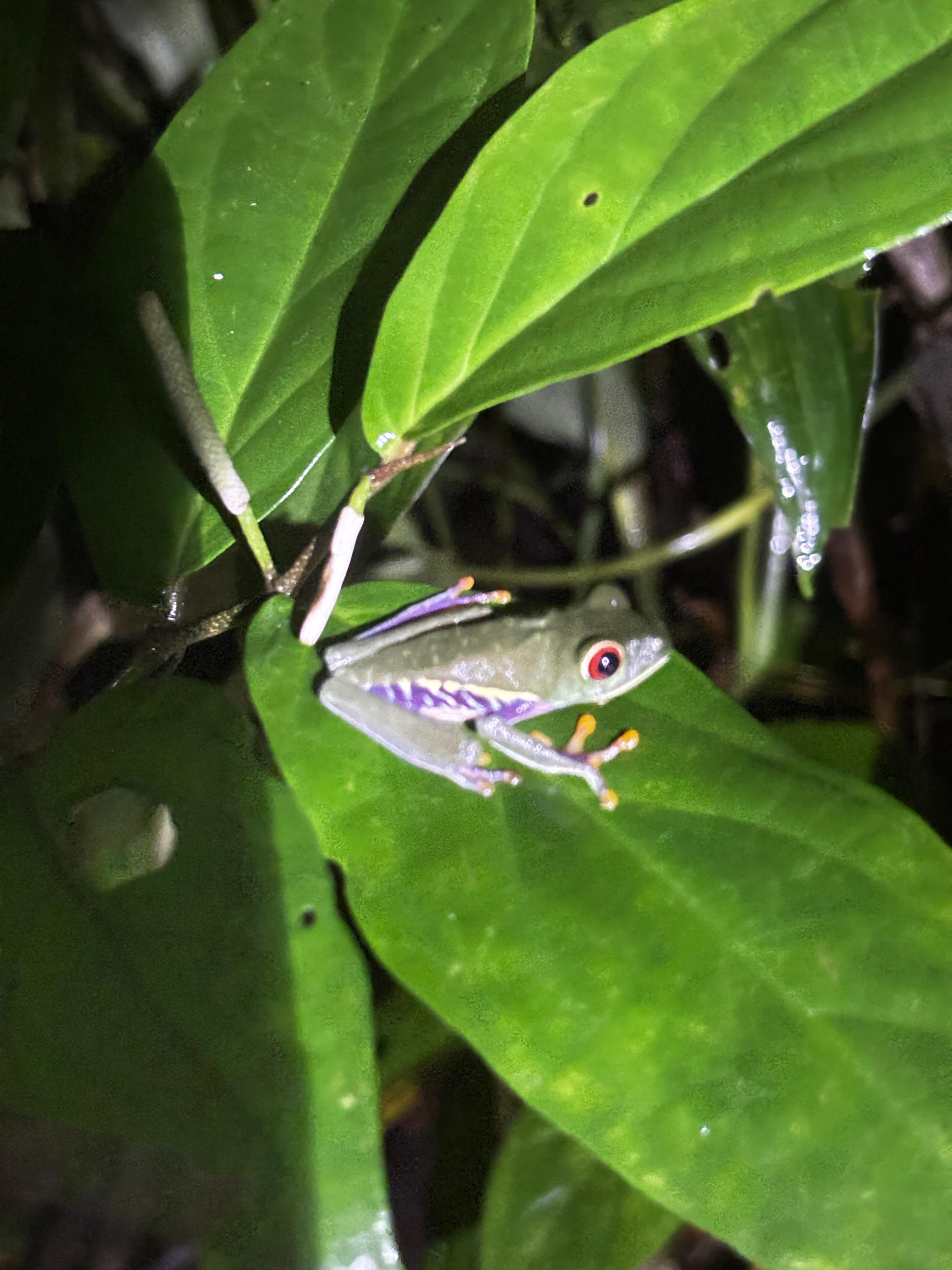 Tortuguero 2-Day Eco Adventure: Canoe, Jaguar Trail, Night Walk & Turtle Nesting