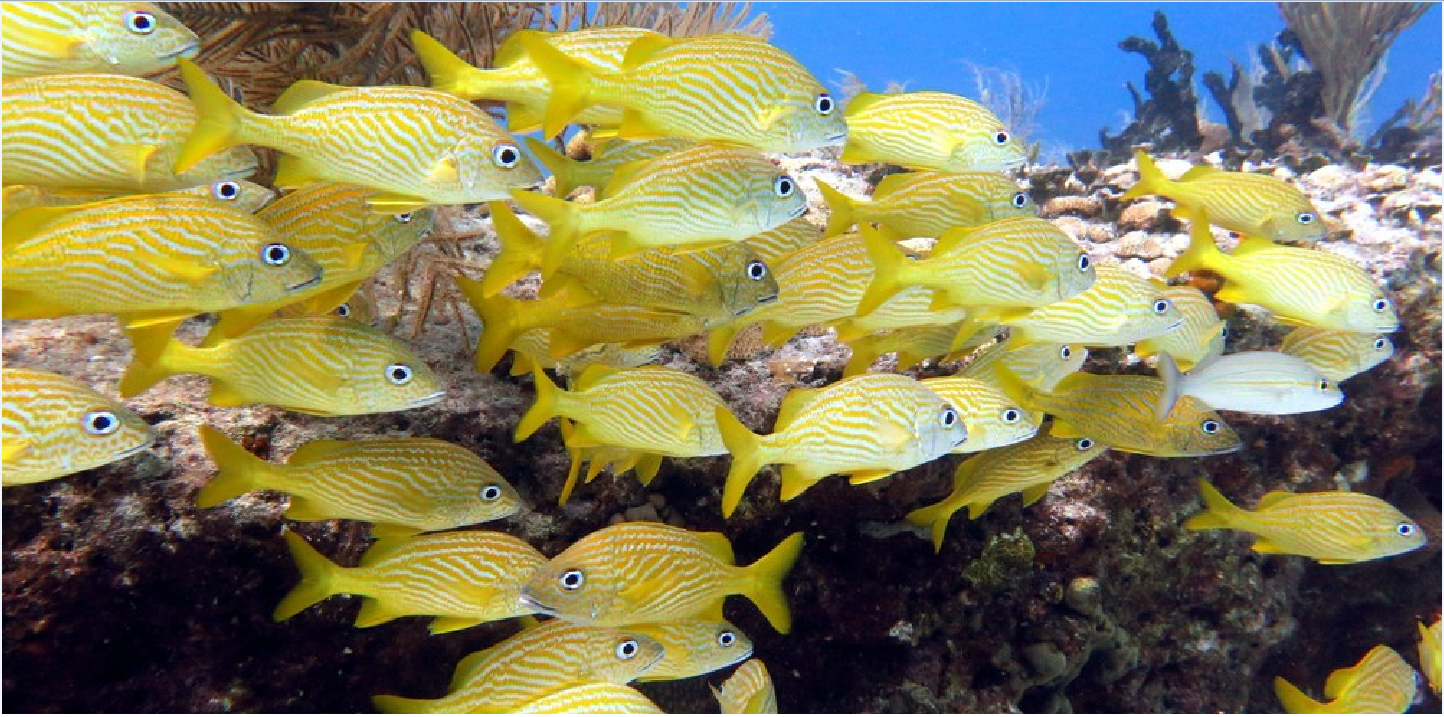 Playa del Carmen Local Reef Snorkel Adventure