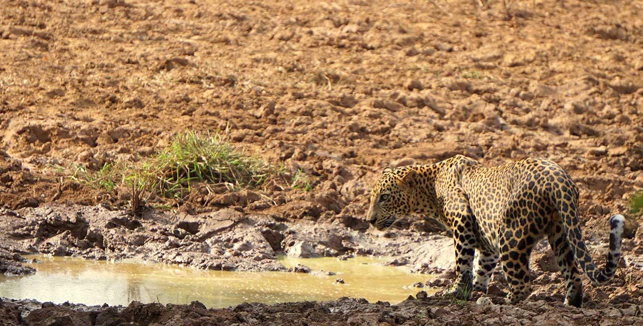 Full-Day Wilpattu National Park Safari Adventure
