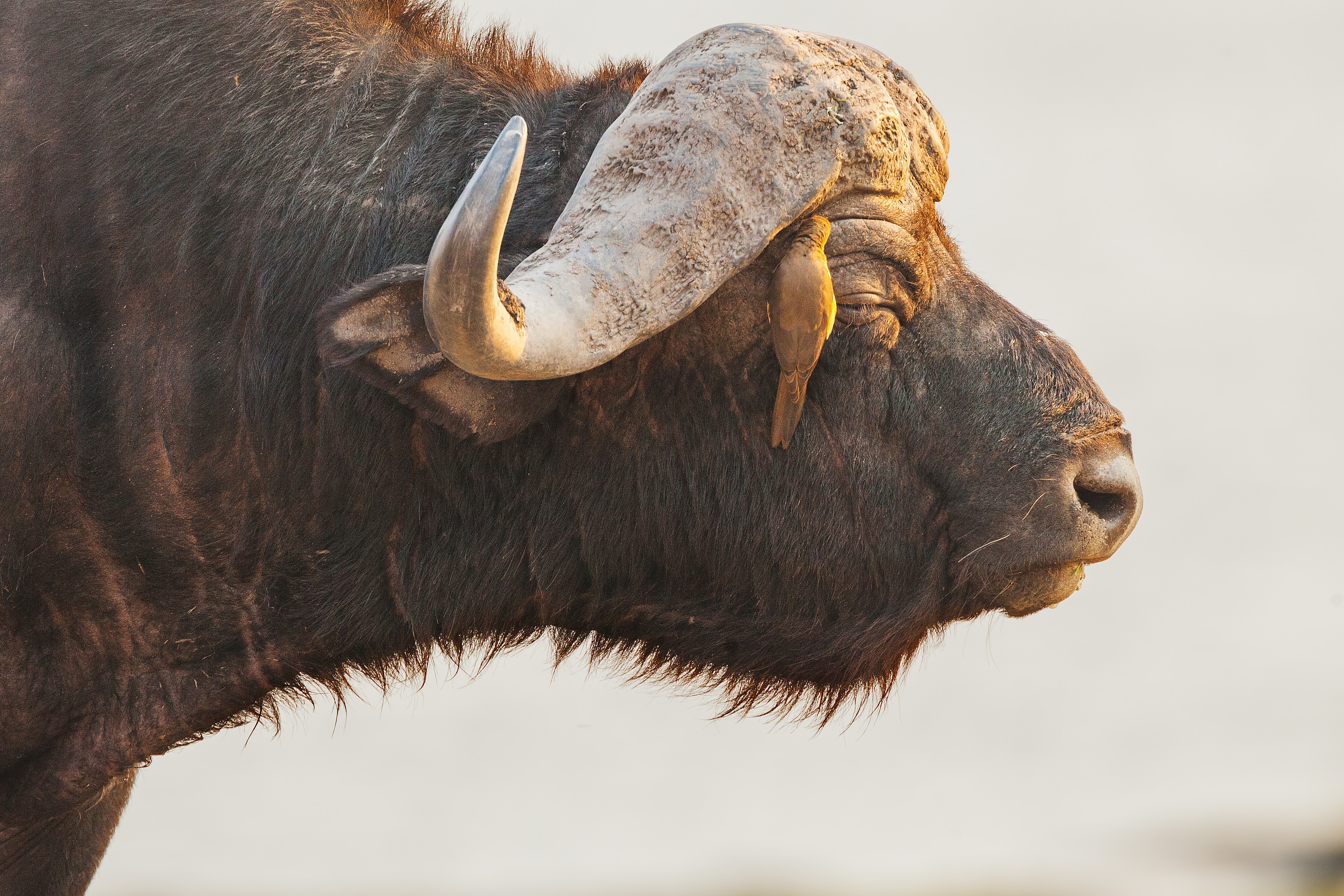 Two-Day Chobe Safari & Devil's Pool Adventure
