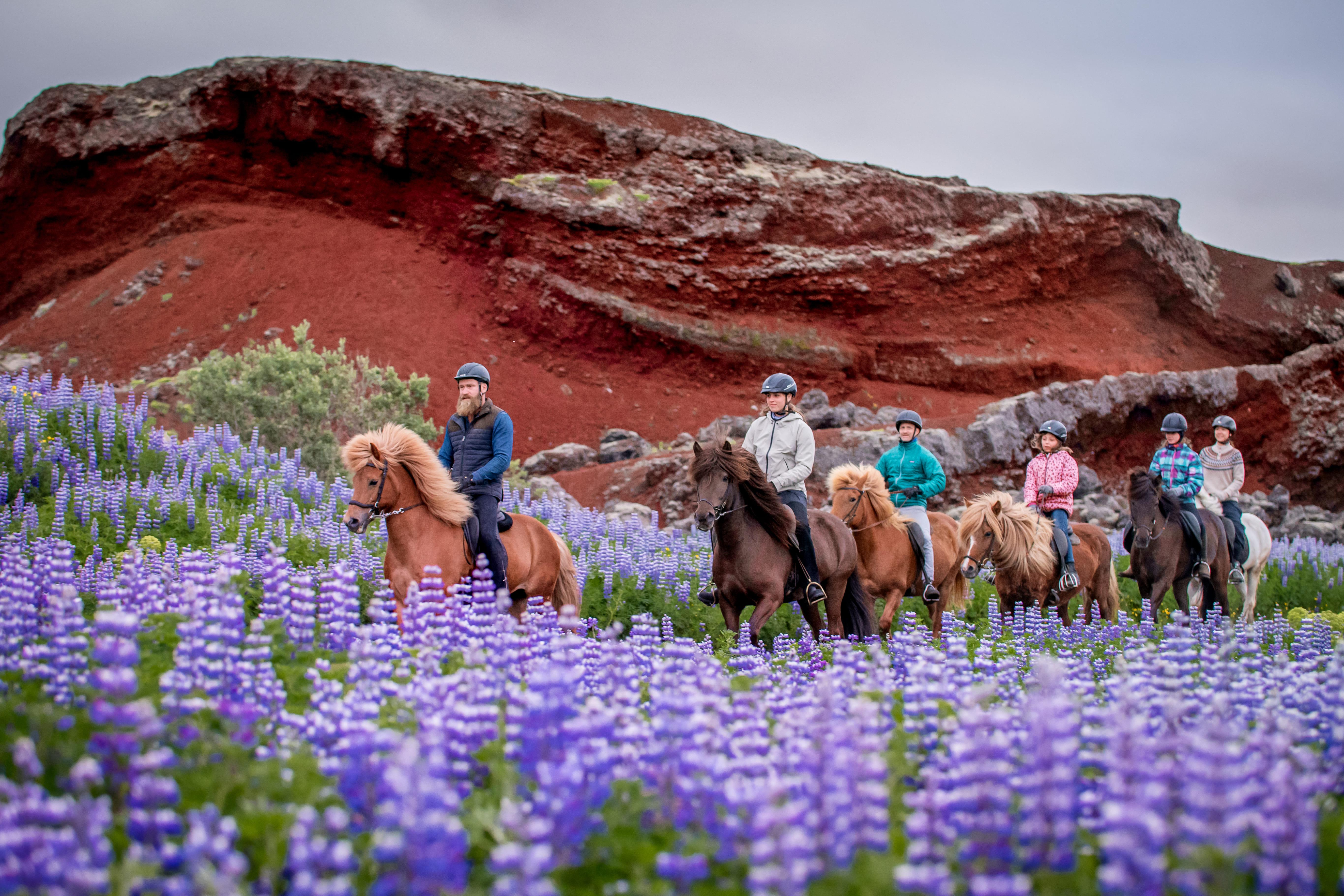 Small-Group Icelandic Horse Riding Adventure from Reykjavik
