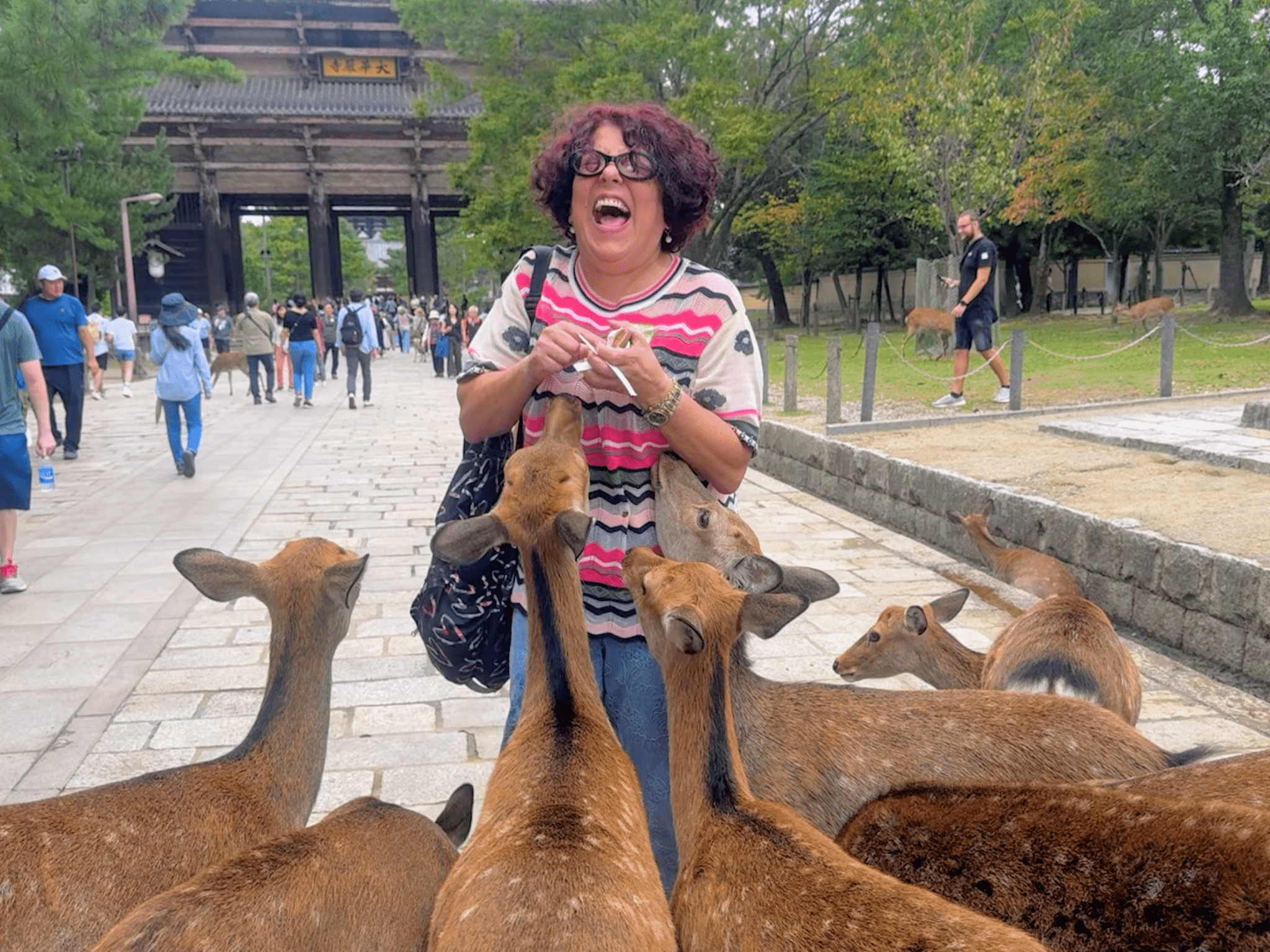 Nara Matcha Bus Tour from Kyoto
