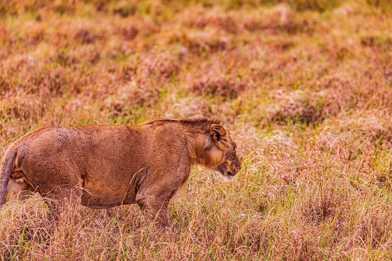 3-Day Maasai Mara Group Safari from Nairobi