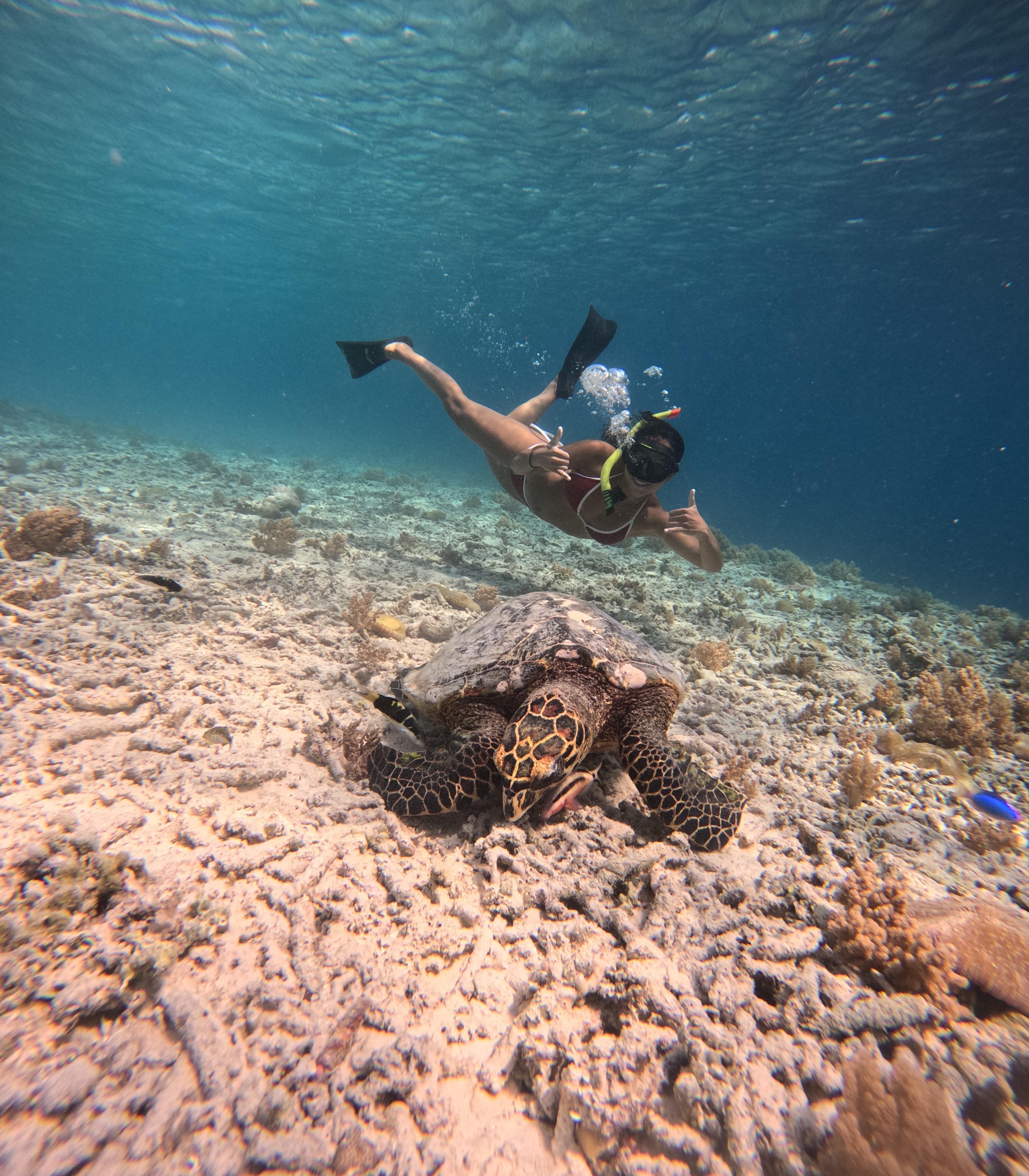 Gili Islands Snorkeling Adventure with Turtles & Underwater Art