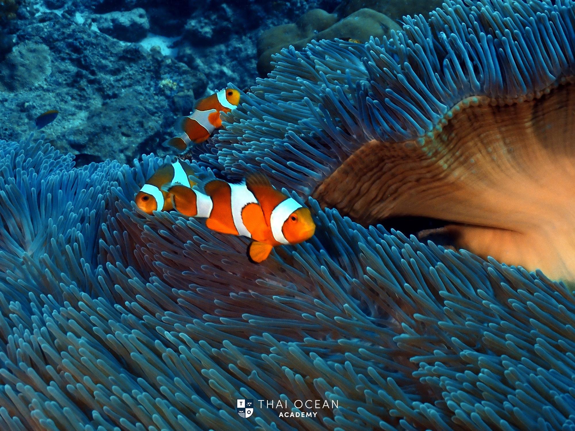Pattaya Snorkeling & Scuba Diving Adventure