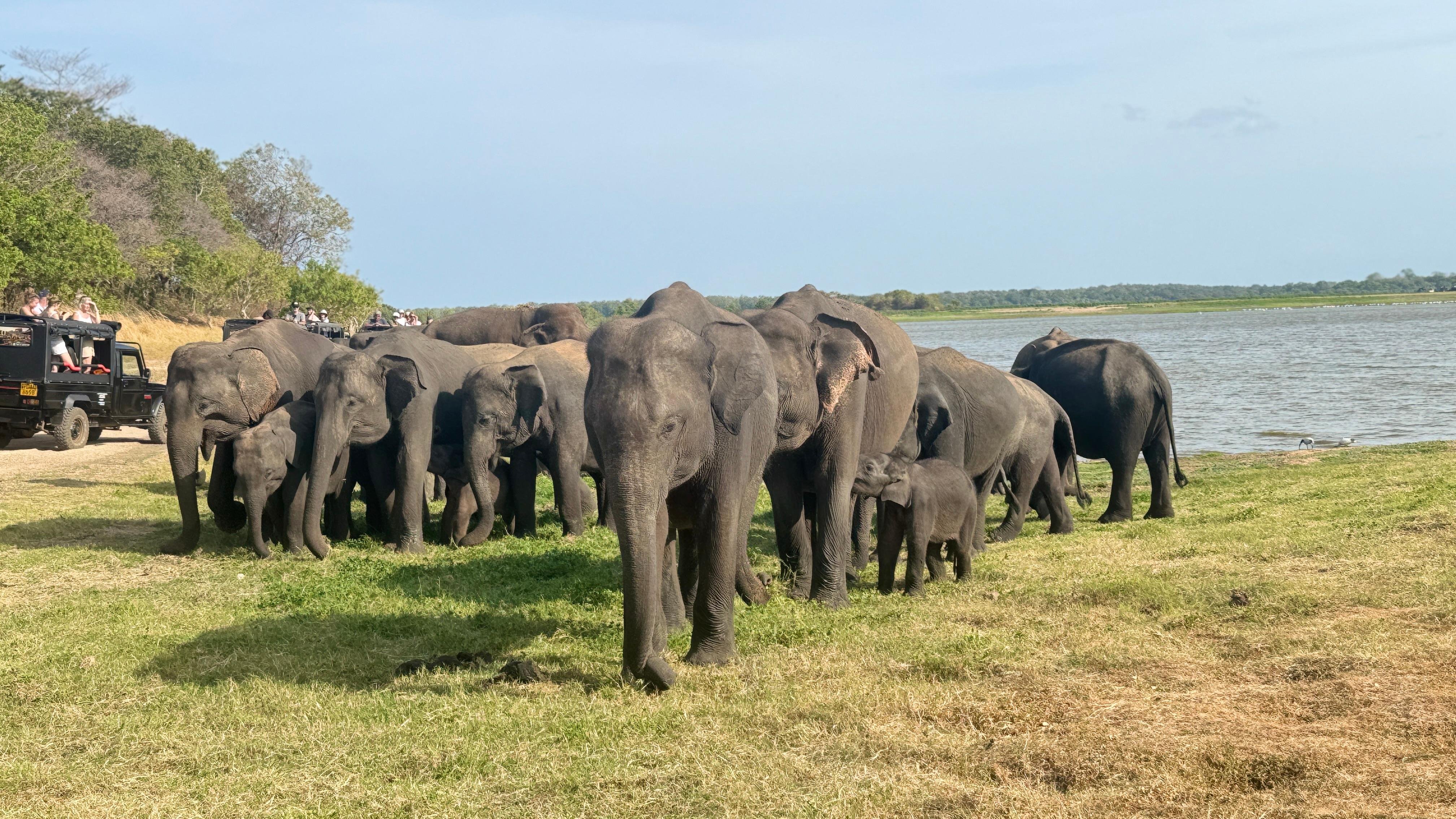 Kaudulla National Park Private Jeep Safari from Habarana/Sigiriya