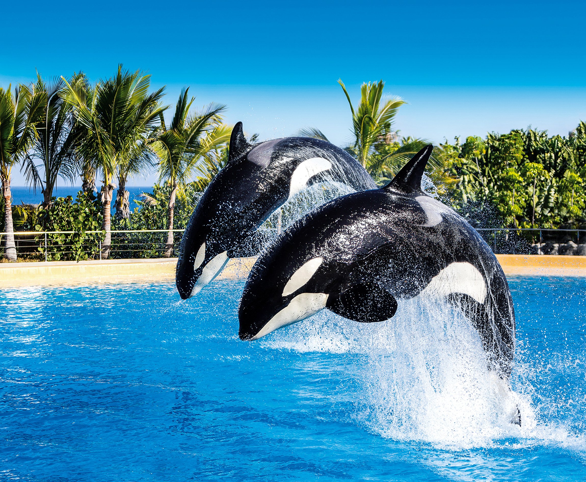 Loro Parque Tenerife Official Entry Ticket
