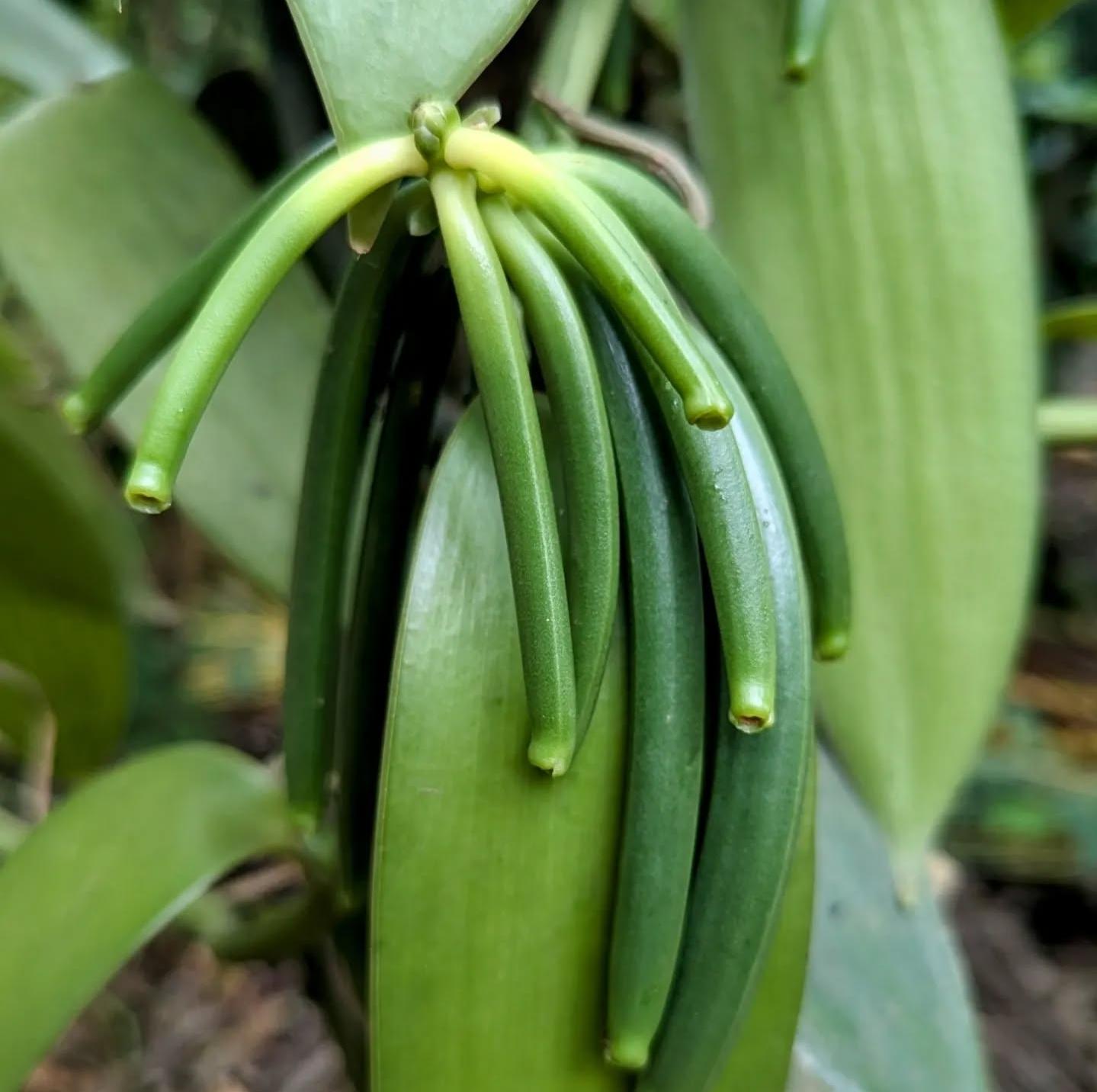 Zanzibar Full-Day: Stone Town, Spice Farm & Prison Island with Lunch
