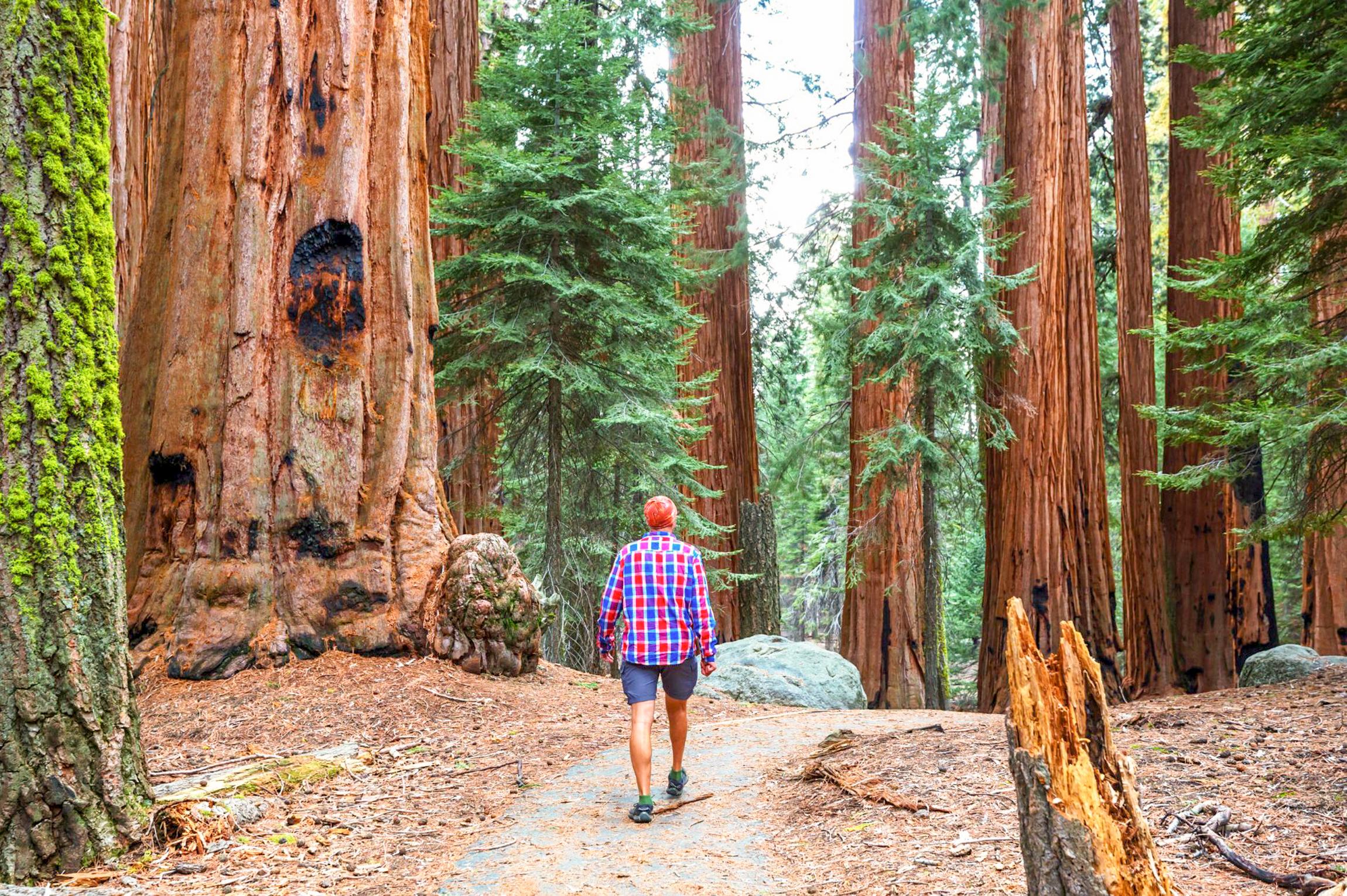 Alcatraz Night Tour, Muir Woods & Wine Country 2-Day Adventure