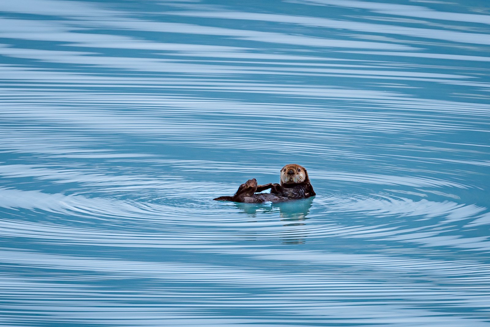 whale watching in Seward — photo 6
