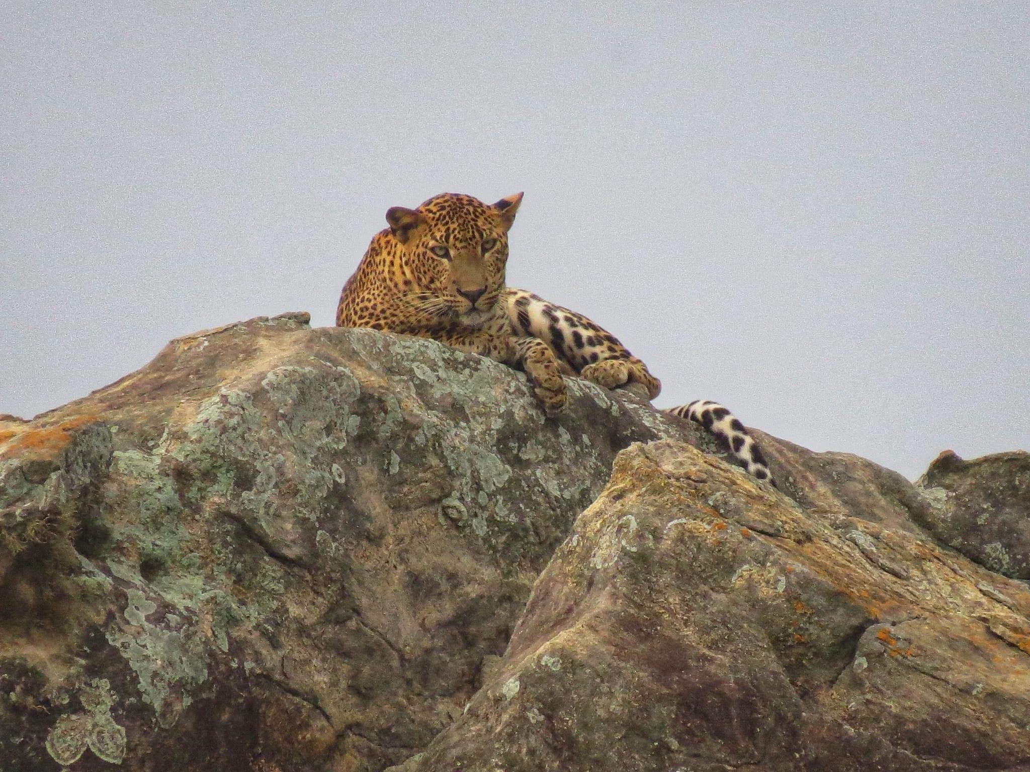 Private Yala National Park Safari with All-Inclusive Transfers