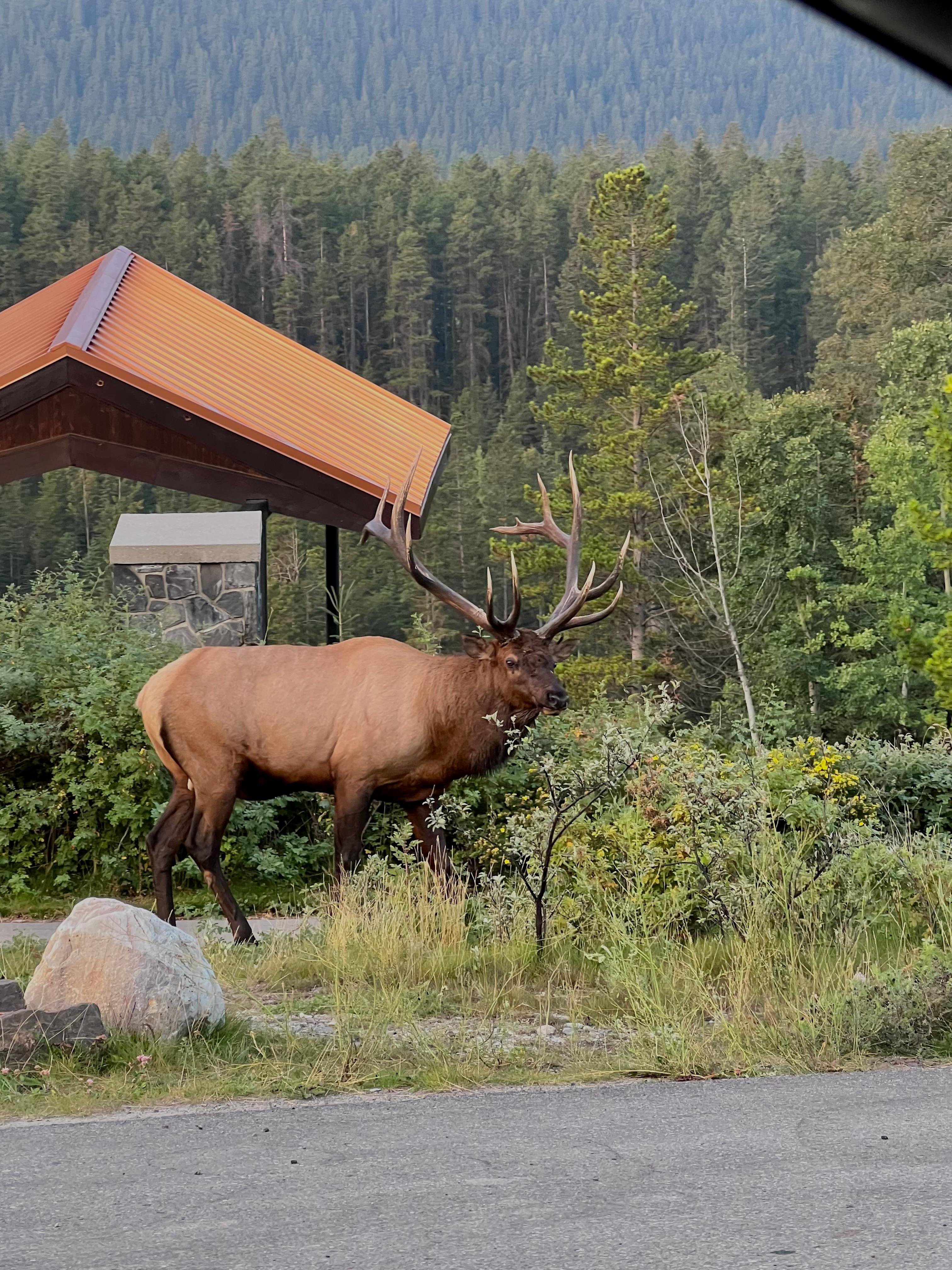Banff Evening Wildlife Safari & Bow Valley Tour