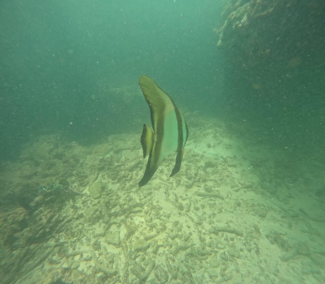 Mirissa Blue Whale Safari & Turtle Snorkeling Adventure