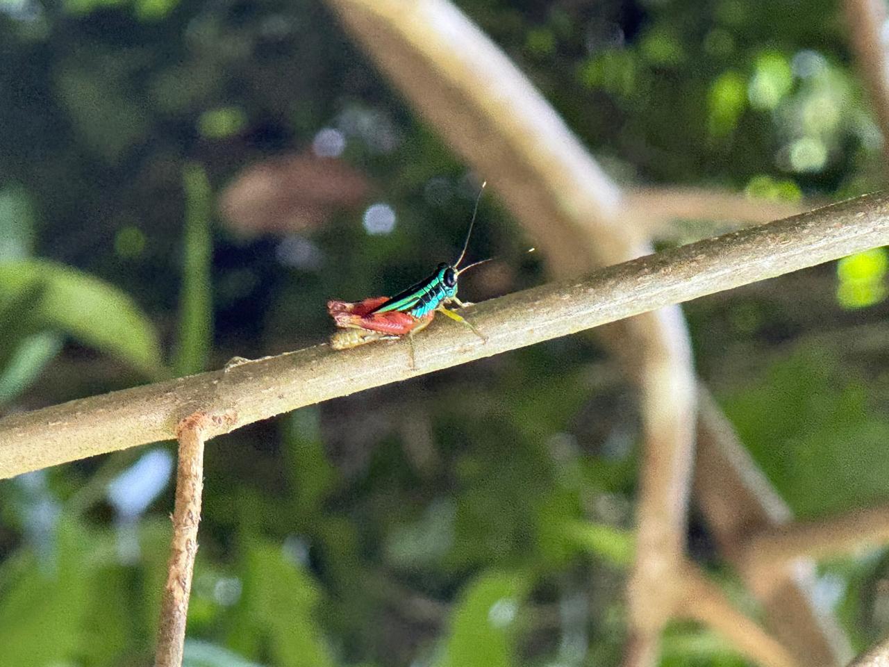 Manuel Antonio National Park: Wildlife Guided Tour with Entrance Fee