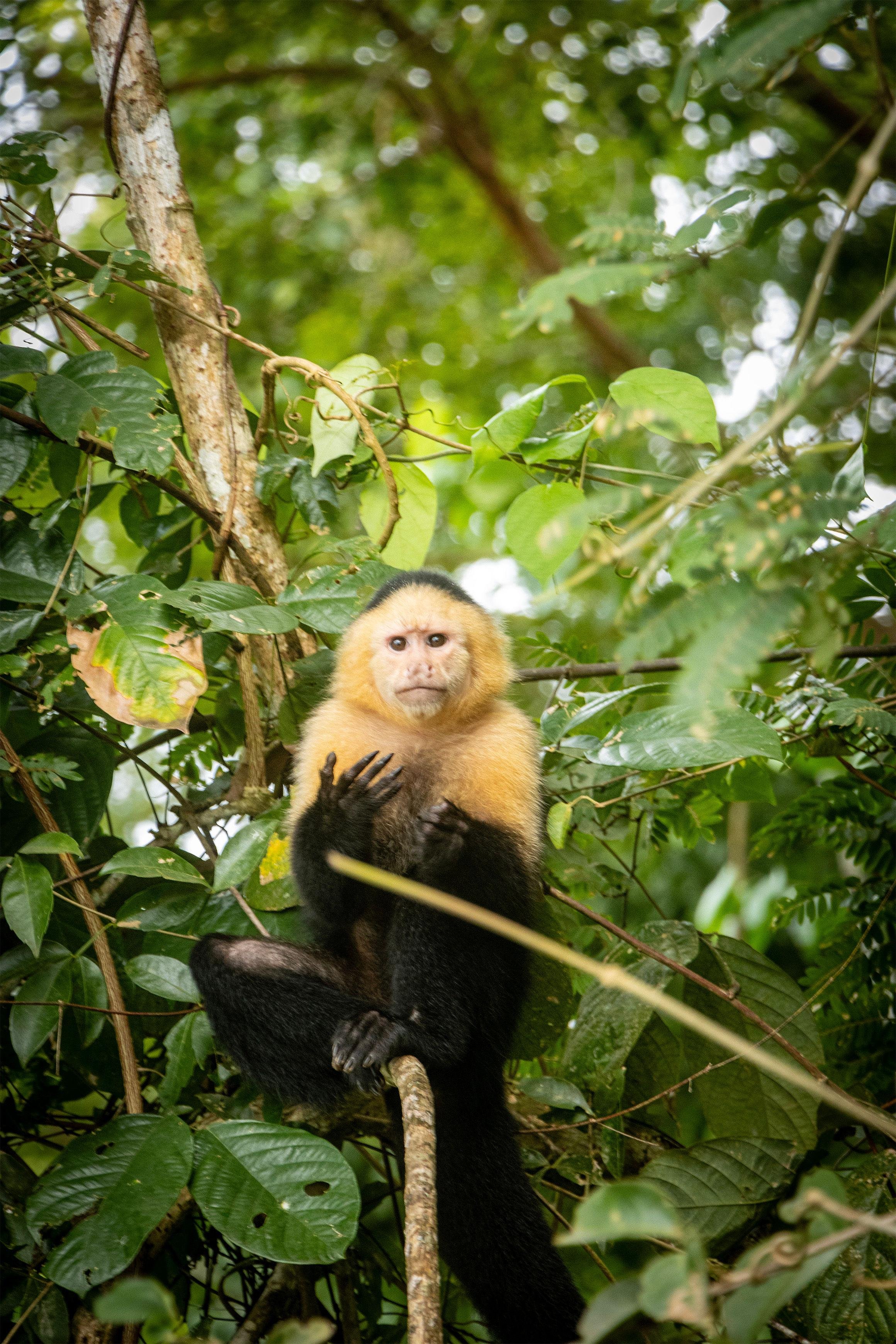 Gatun Lake Monkey Islands Expedition