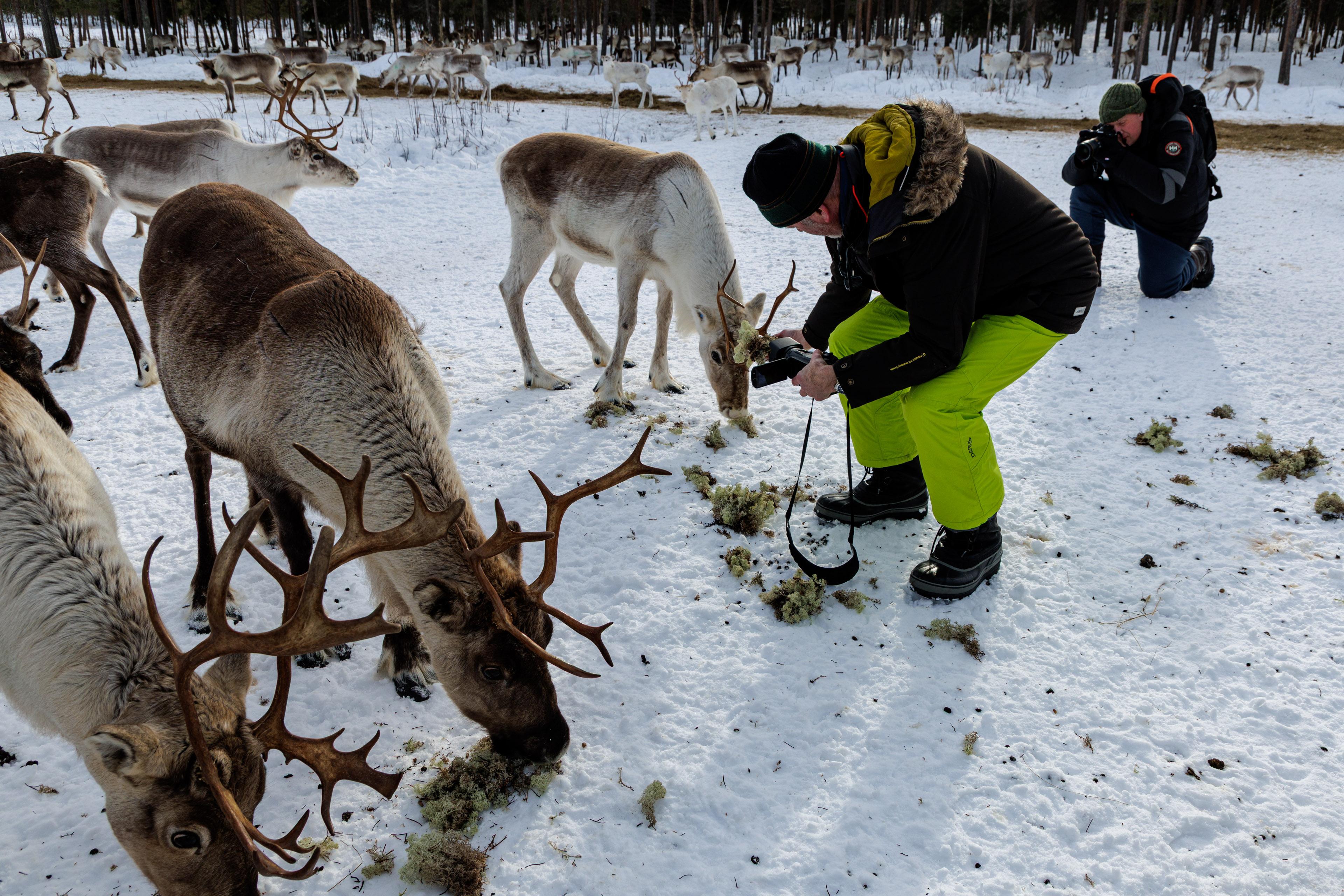 Rovaniemi Reindeer Farm: Herd Encounter & Lapland Culture