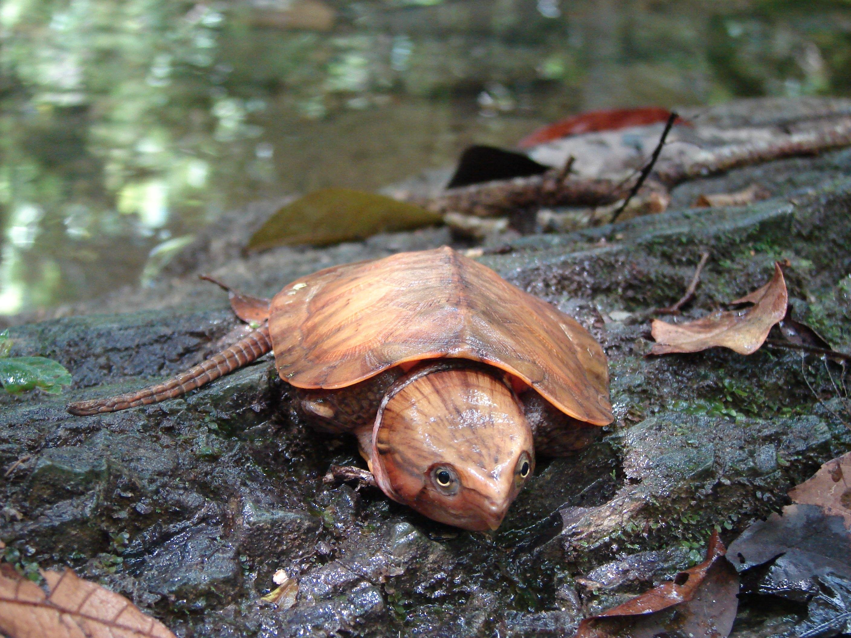 Cuc Phuong National Park: Wildlife, Cave & Jungle Trek Day Tour