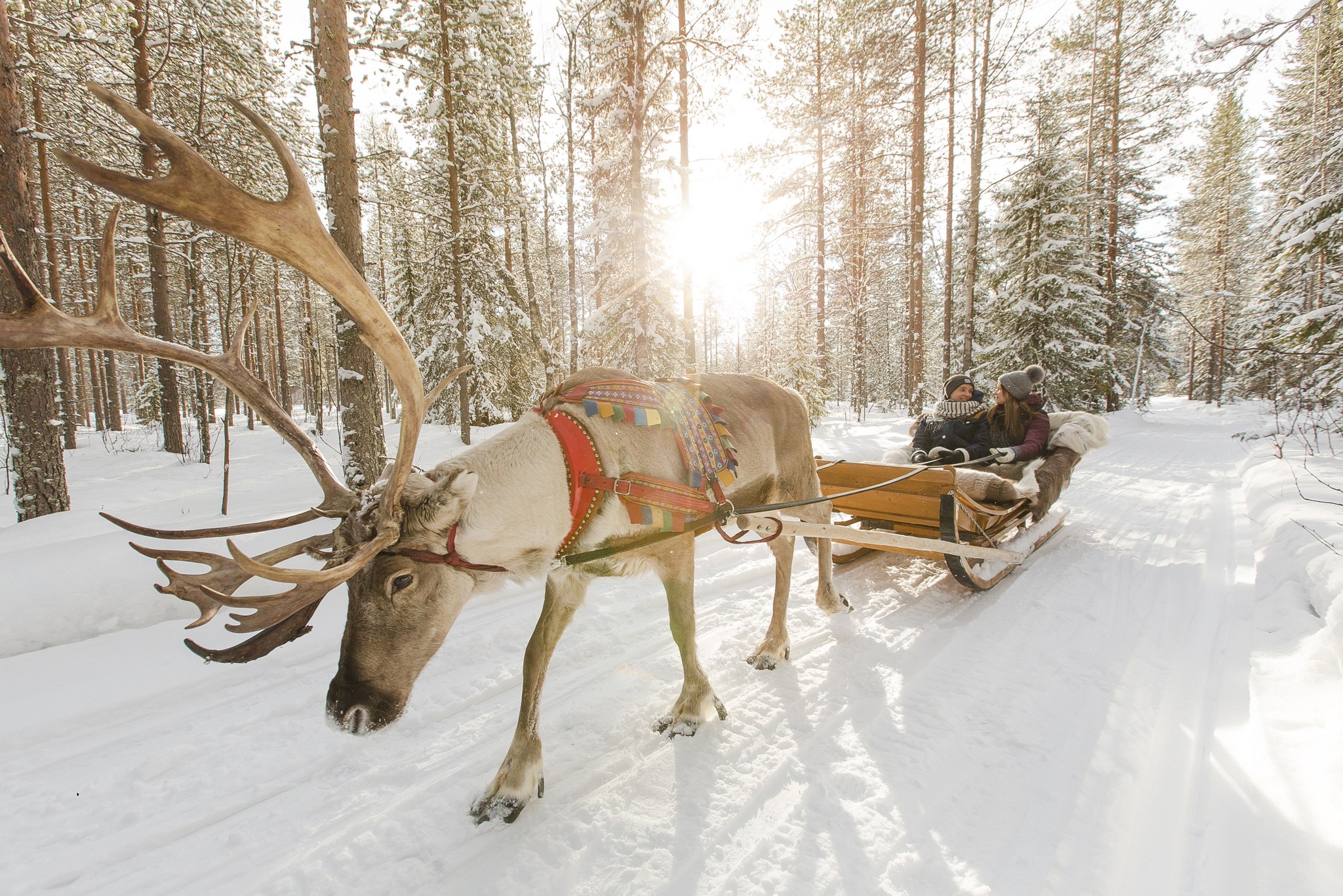 Rovaniemi Reindeer, Husky & Northern Lights BBQ Safari