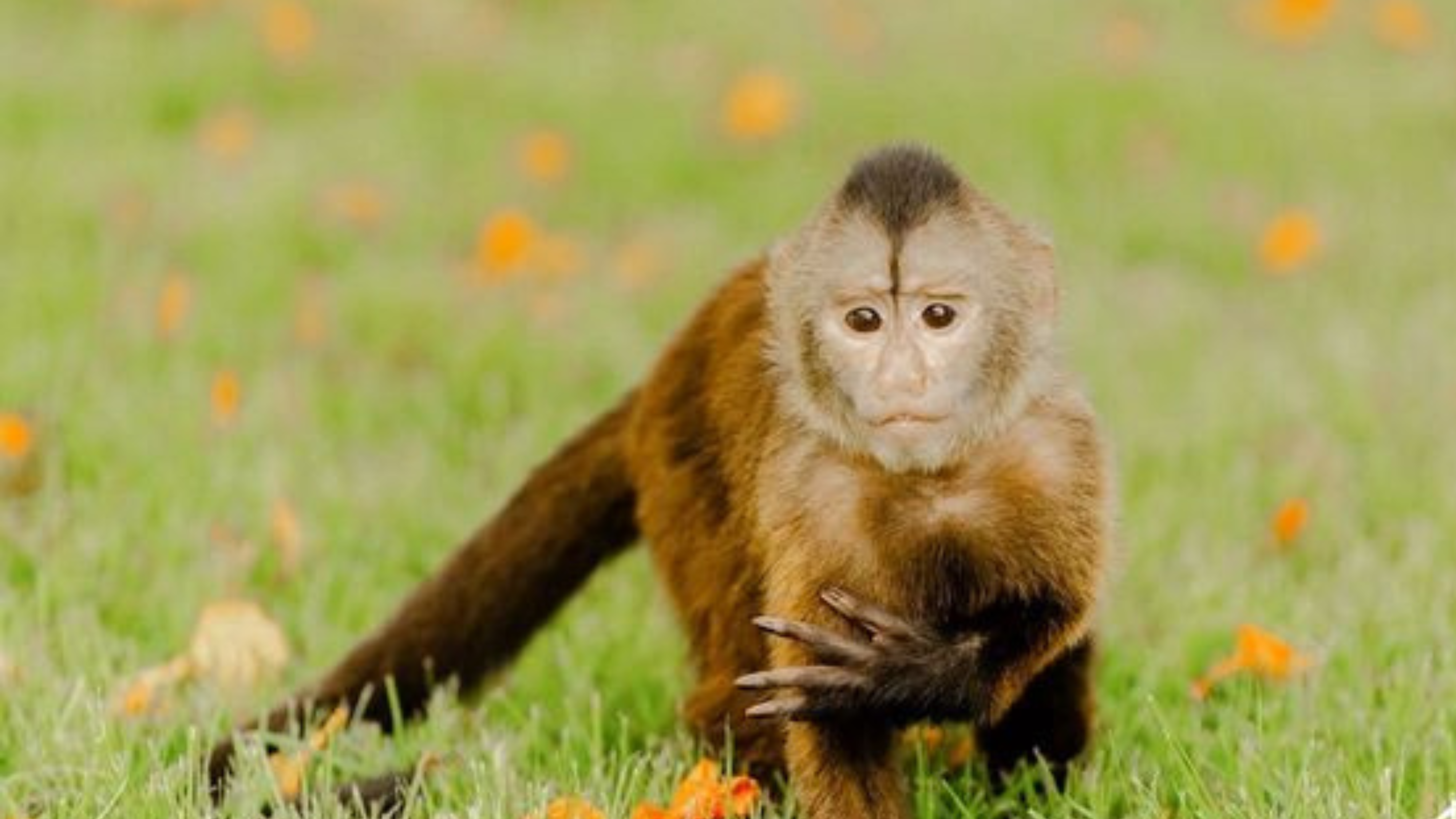 Punta Cana Patron Monkey Sanctuary