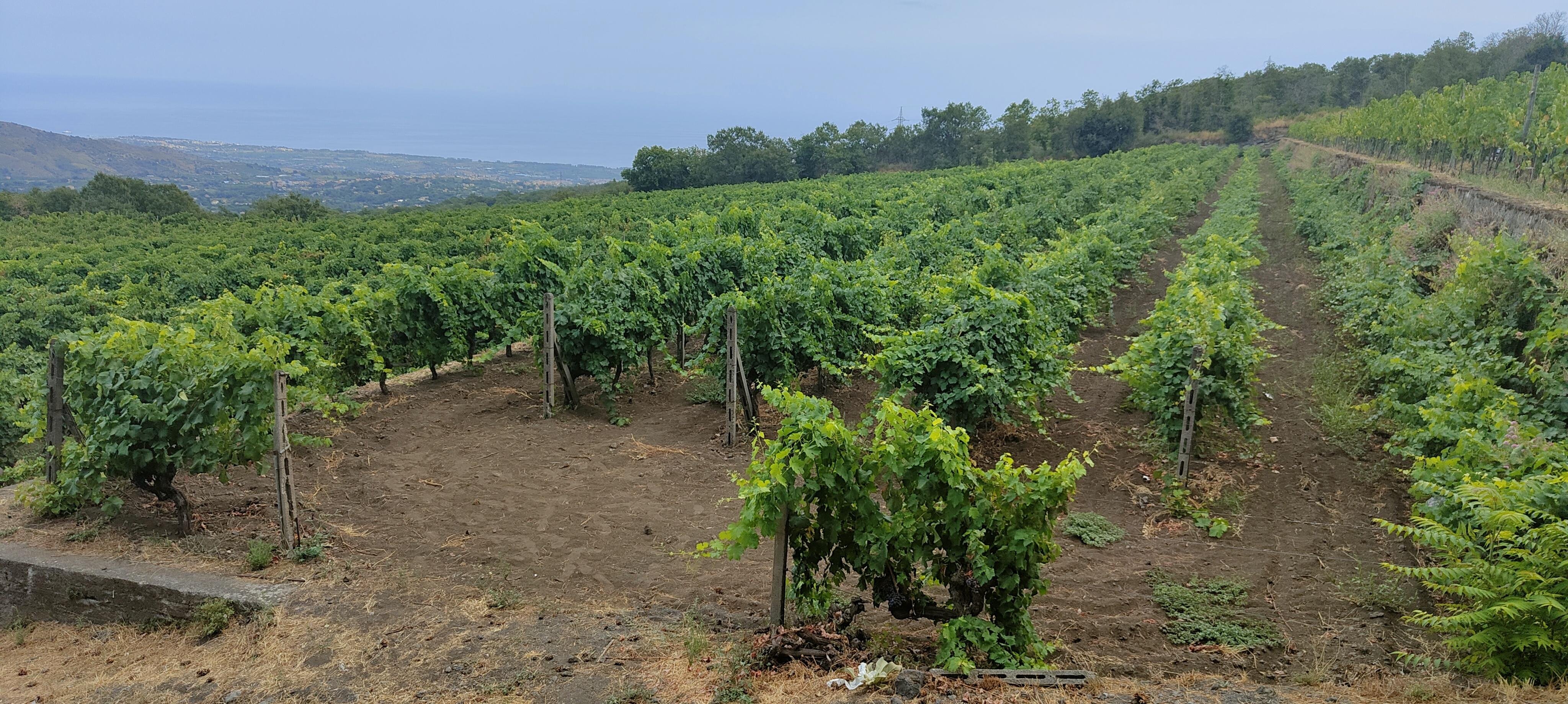 Etna Wine Tasting & Scenic Villages Tour from Taormina