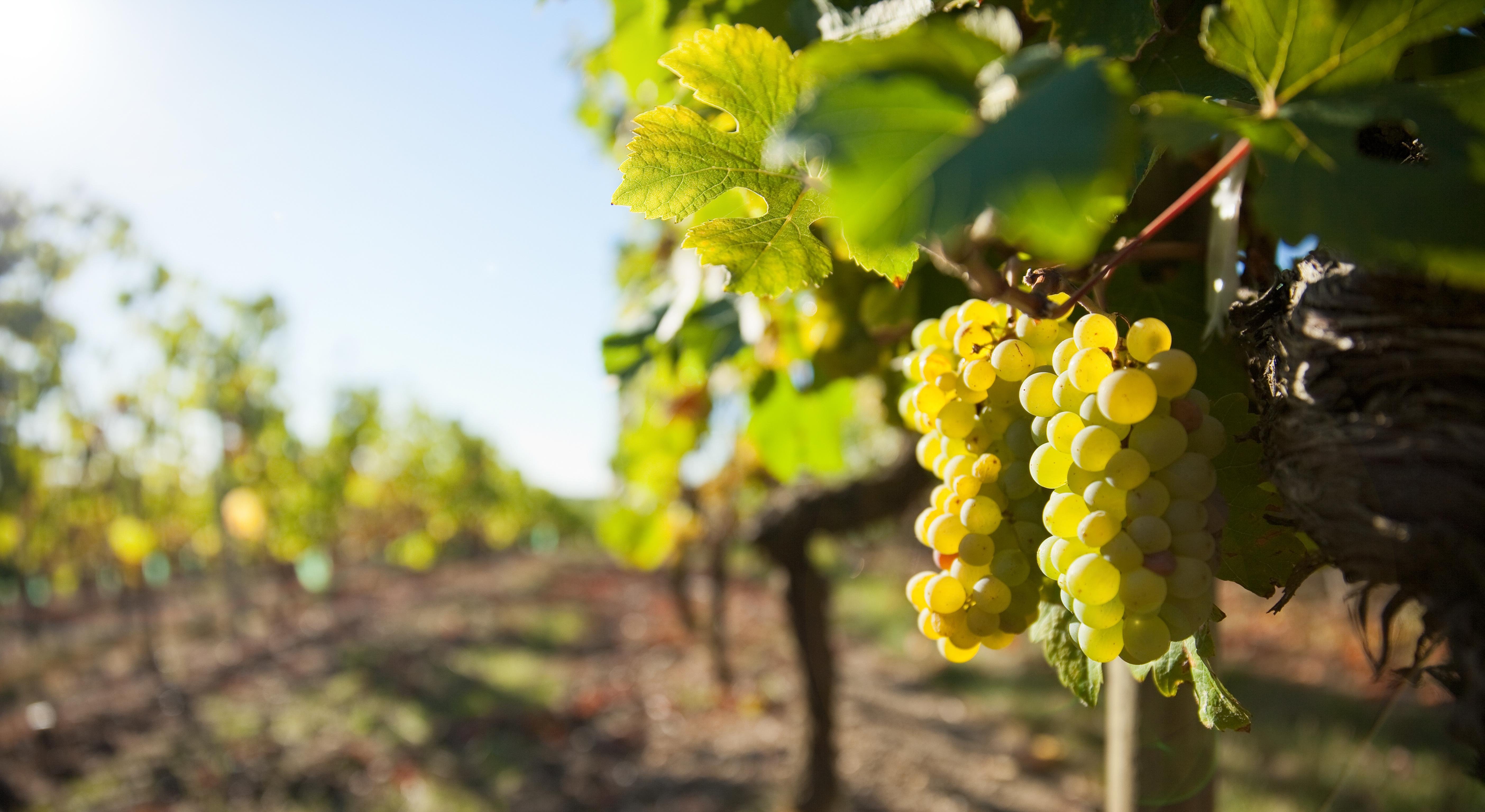 Vouvray Wine Discovery Tour from Tours