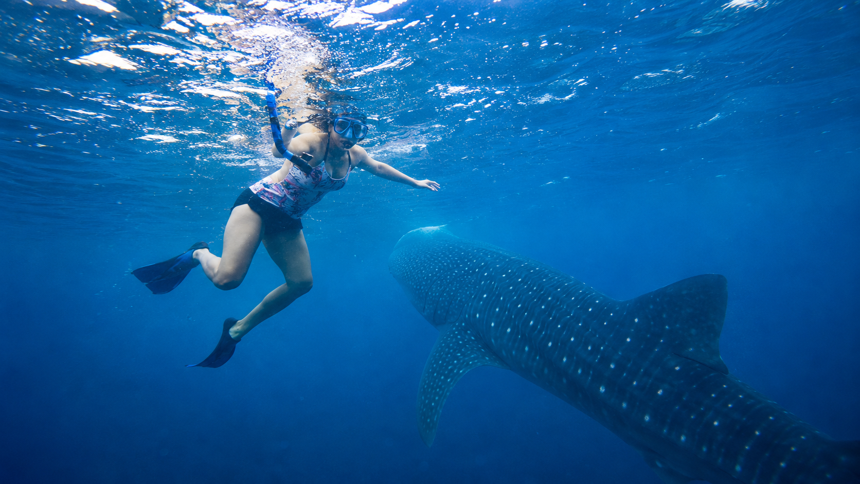 Oslob Whale Sharks & Moalboal Marine Adventure