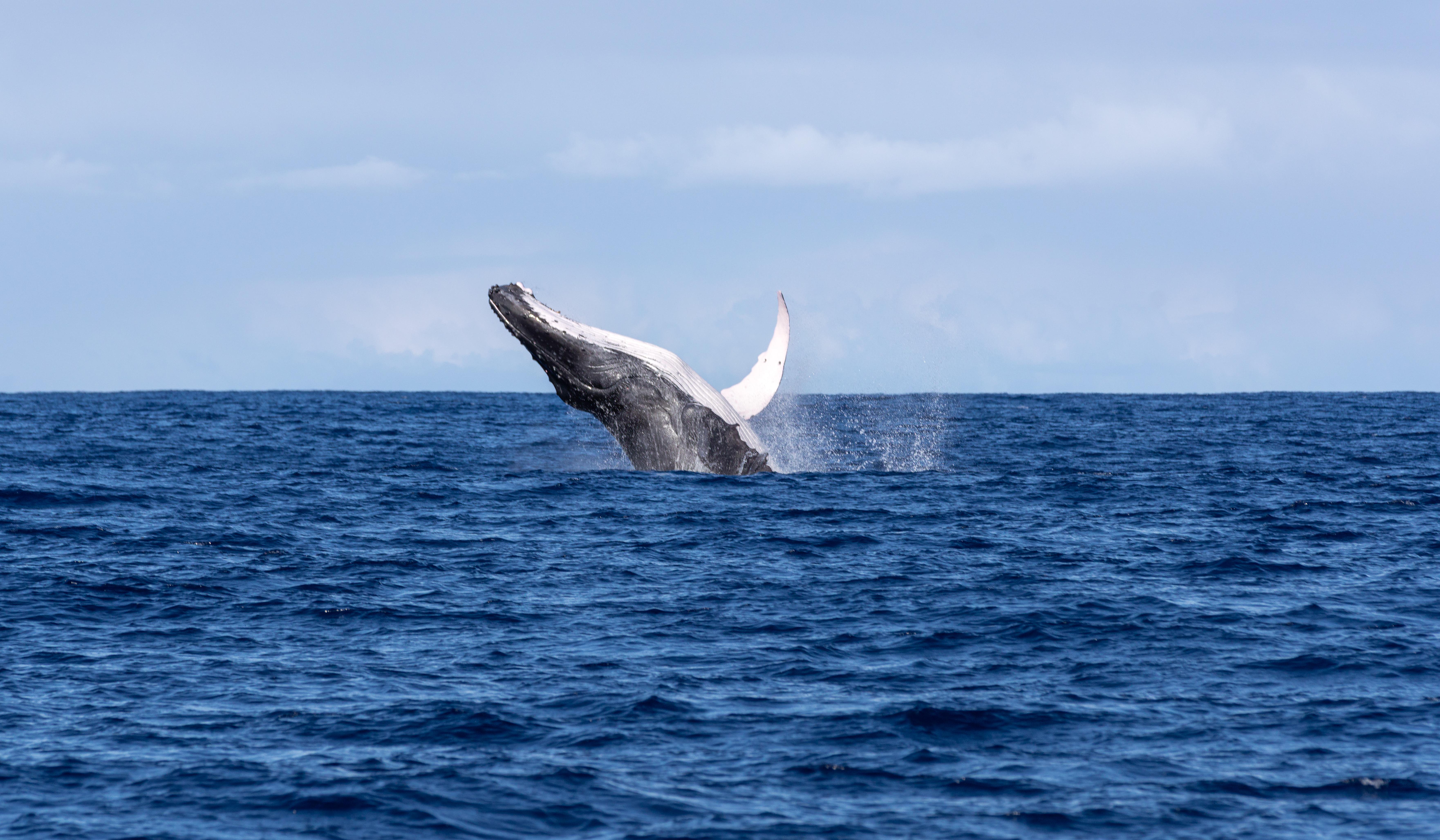 Humpback Whale Watching & Swimming Experience