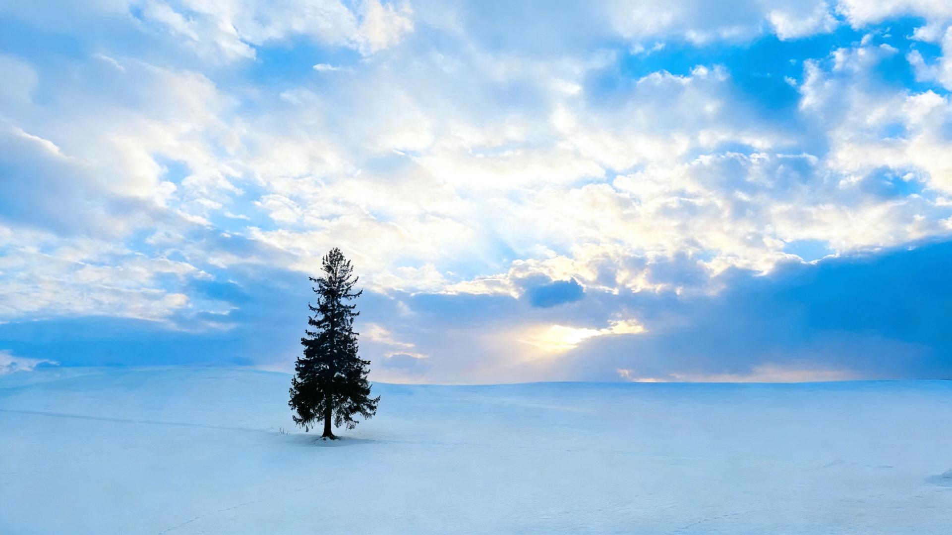 Hokkaido Winter Wonderland: Shikisai no Oka & Blue Pond Illumination Day Tour