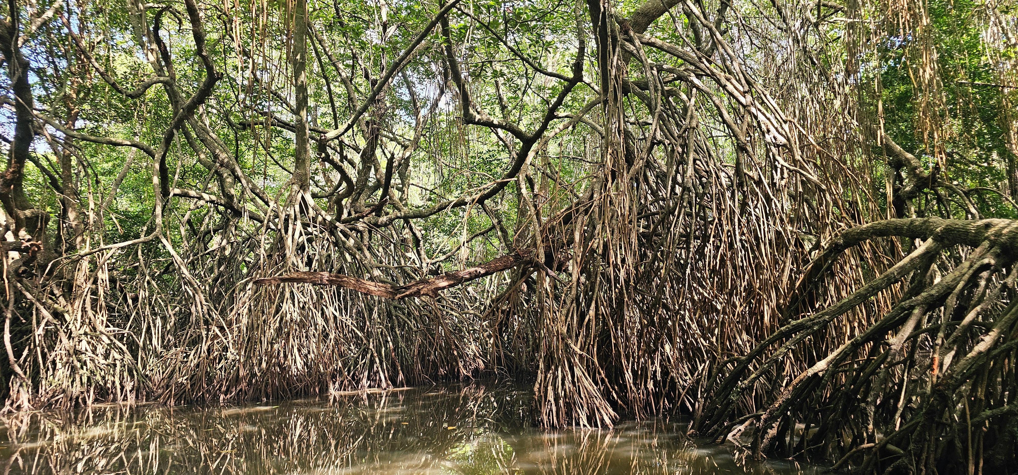 Bentota Mangrove Forest Boat Safari with Wildlife Watching