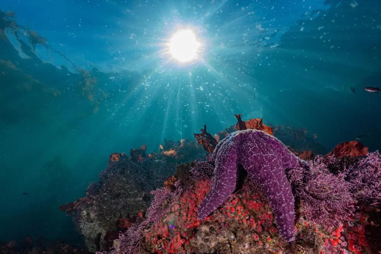 Monterey: Snorkeling Tour with Guide - 2026 (Verified Reviews)