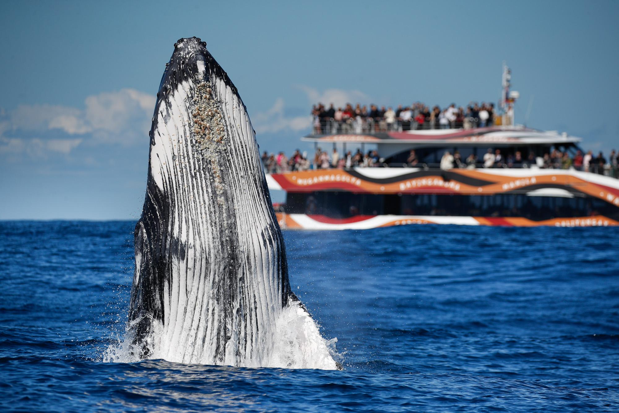 Express Whale Watching Cruise