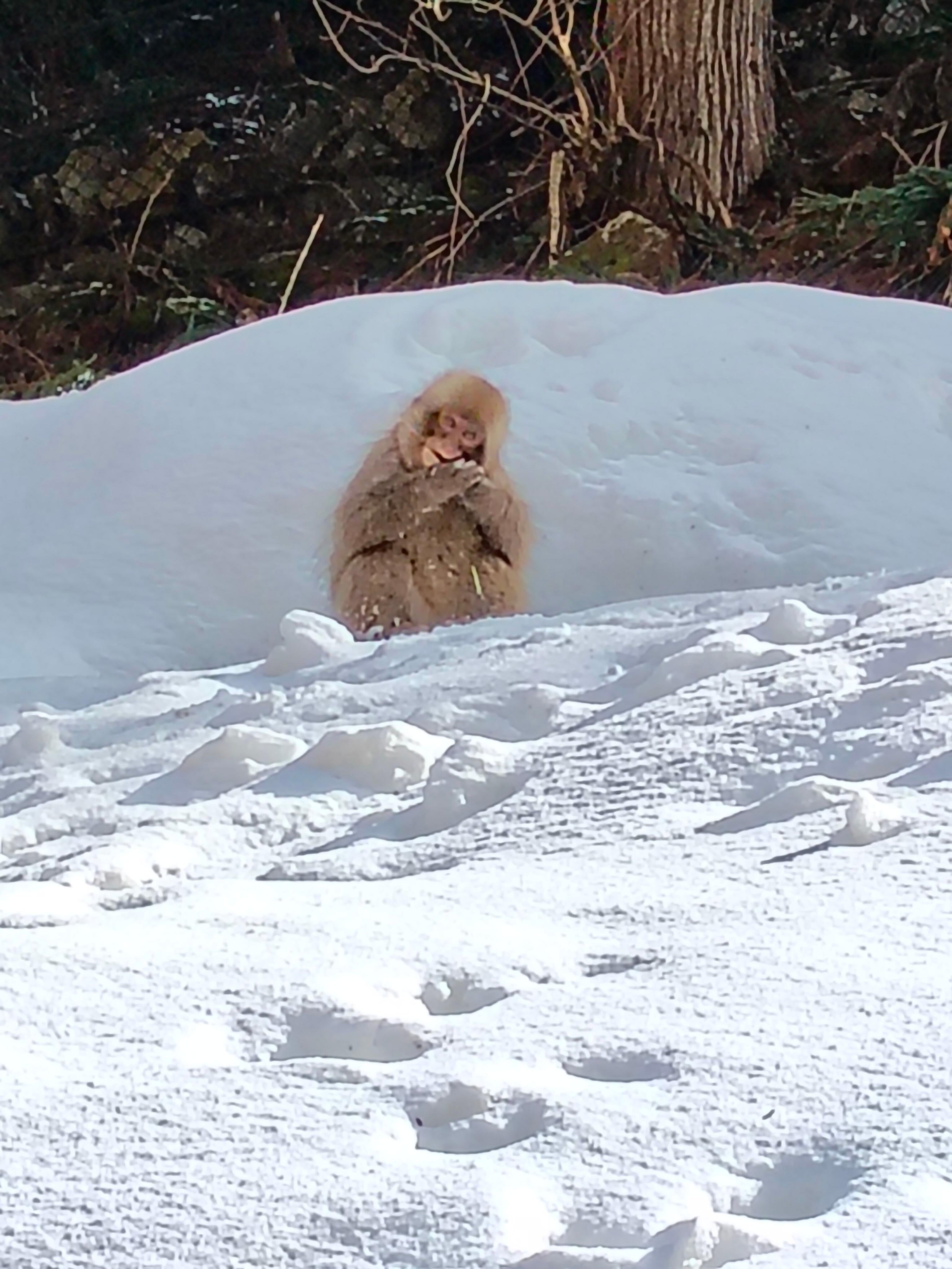 Nagano Snow Monkey & Obuse Cultural Day Tour