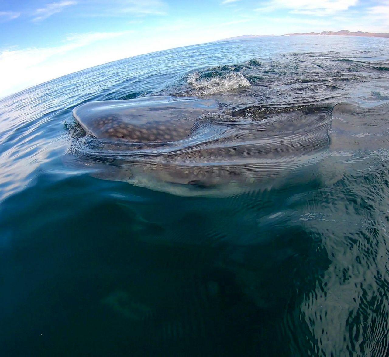 La Paz Whale Shark Snorkeling Adventure