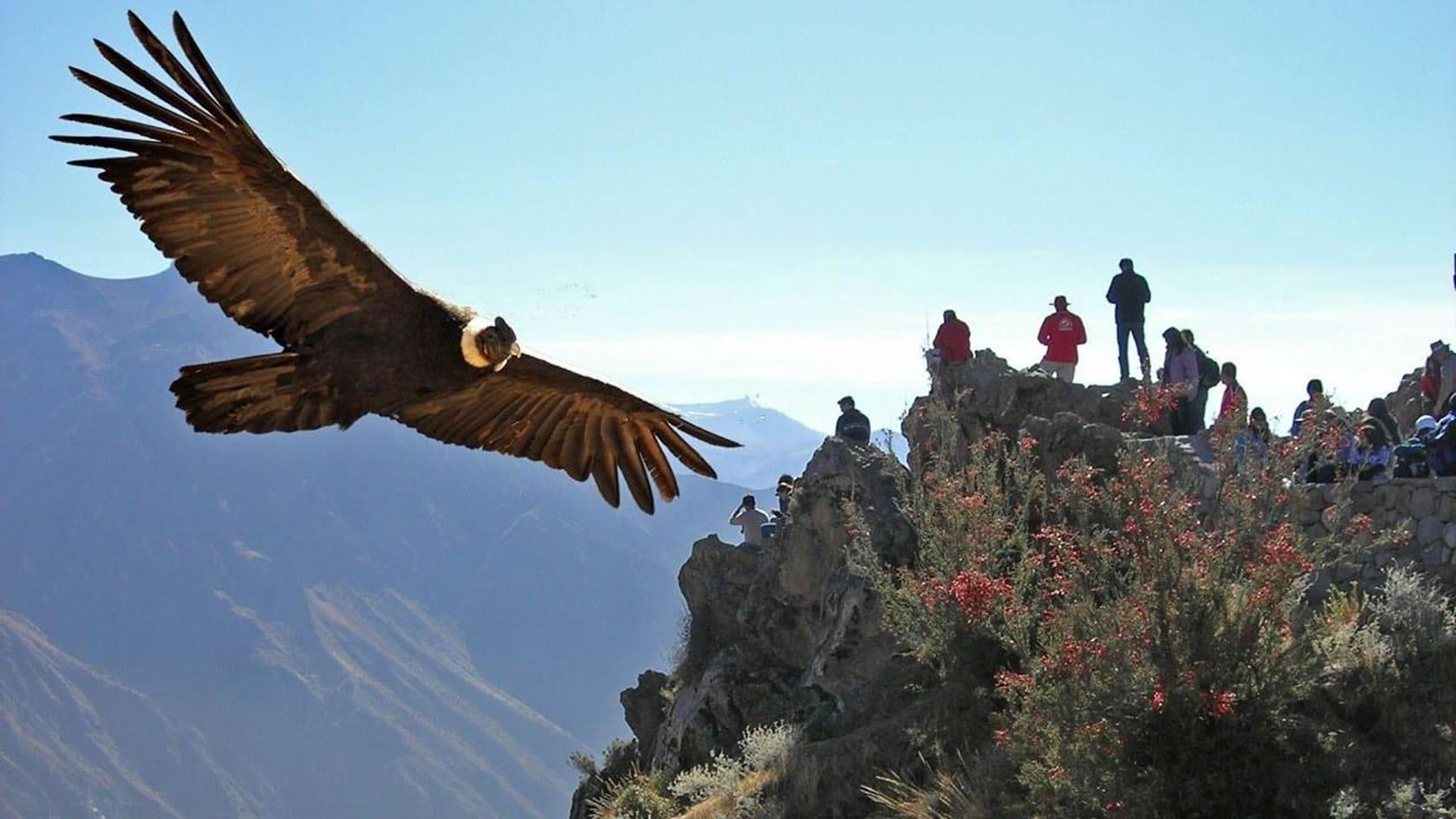 Colca Canyon 2-Day Adventure with Condor Viewing