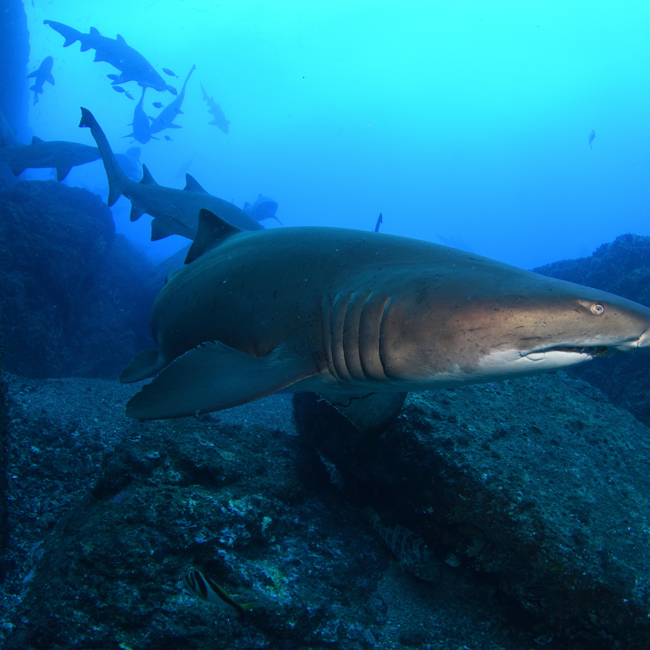 Grey Nurse Shark Dive at Bushranger Bay