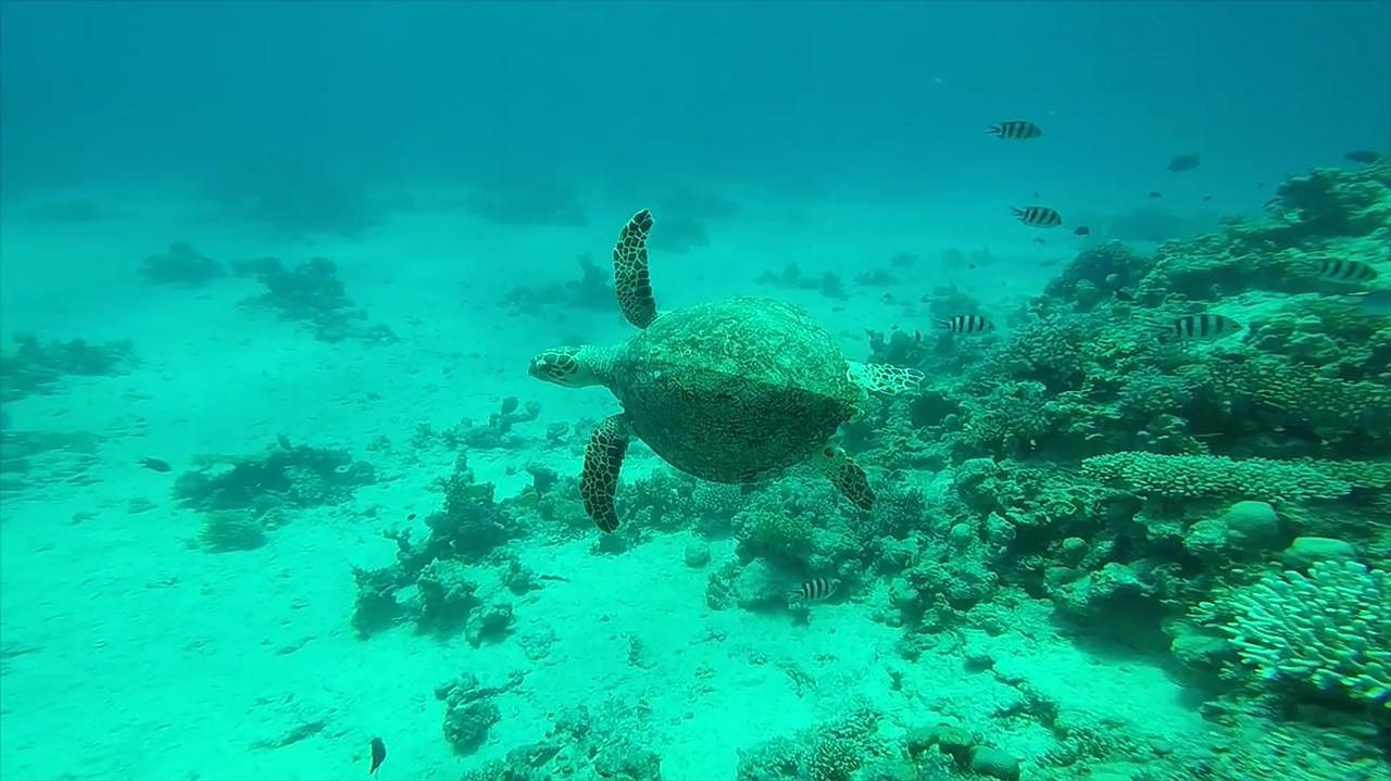 Ras Mohammed Luxury Dive Cruise from Sharm El Sheikh with Lunch