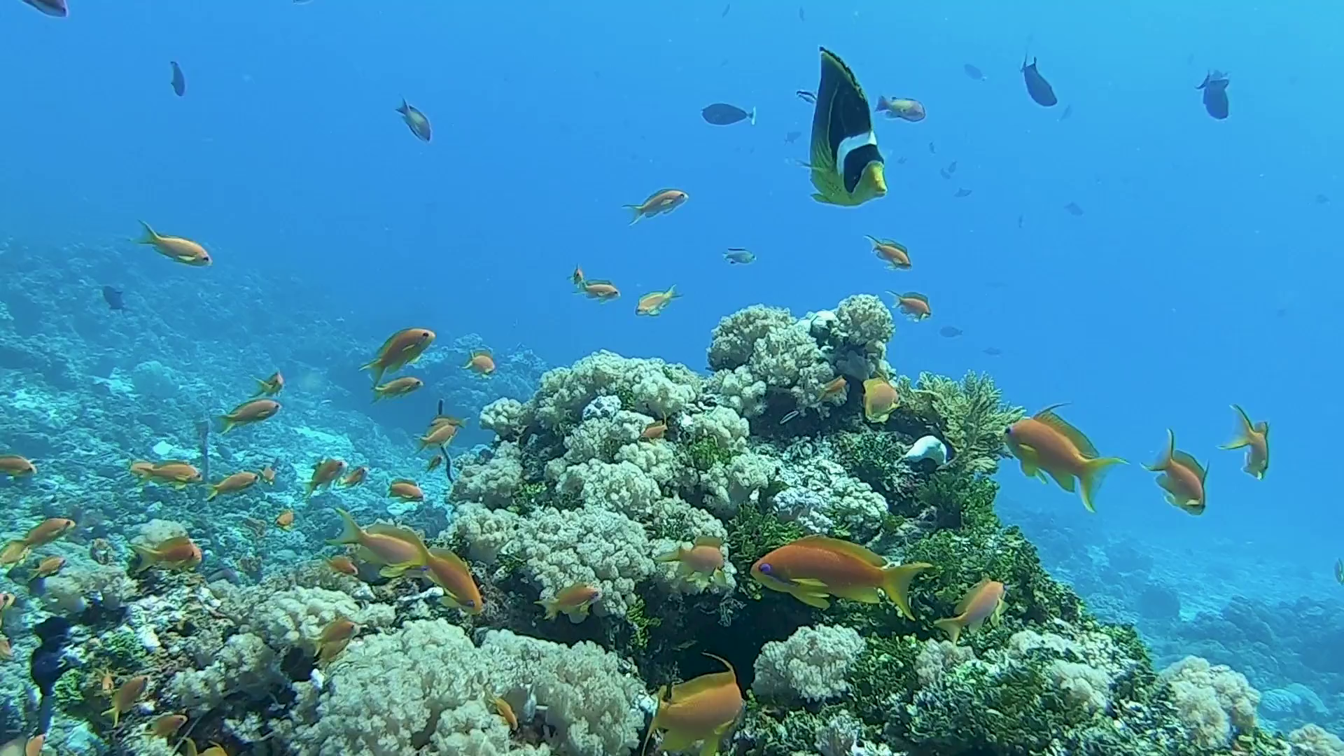 Mnemba Atoll Dolphin & Snorkel Boat Adventure from Kendwa or Nungwi