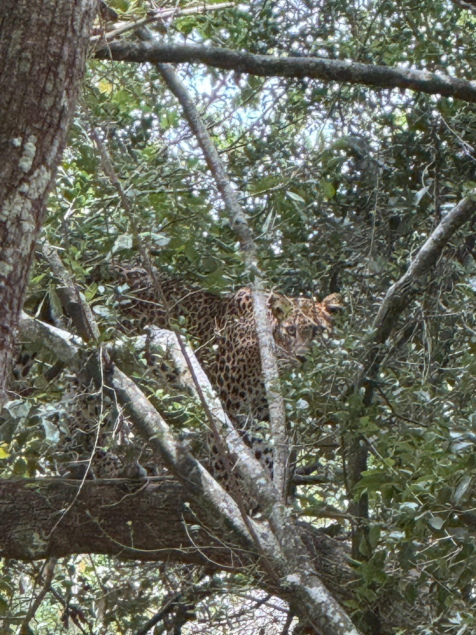 Full-Day Wilpattu National Park Safari from Anuradhapura