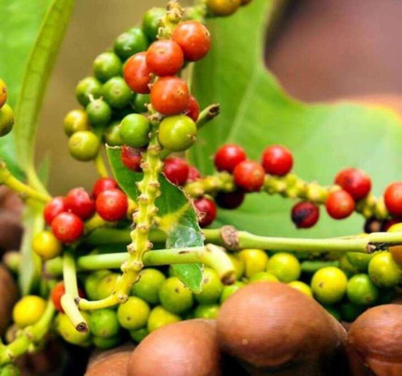 Zanzibar Spice Farm Discovery Tour