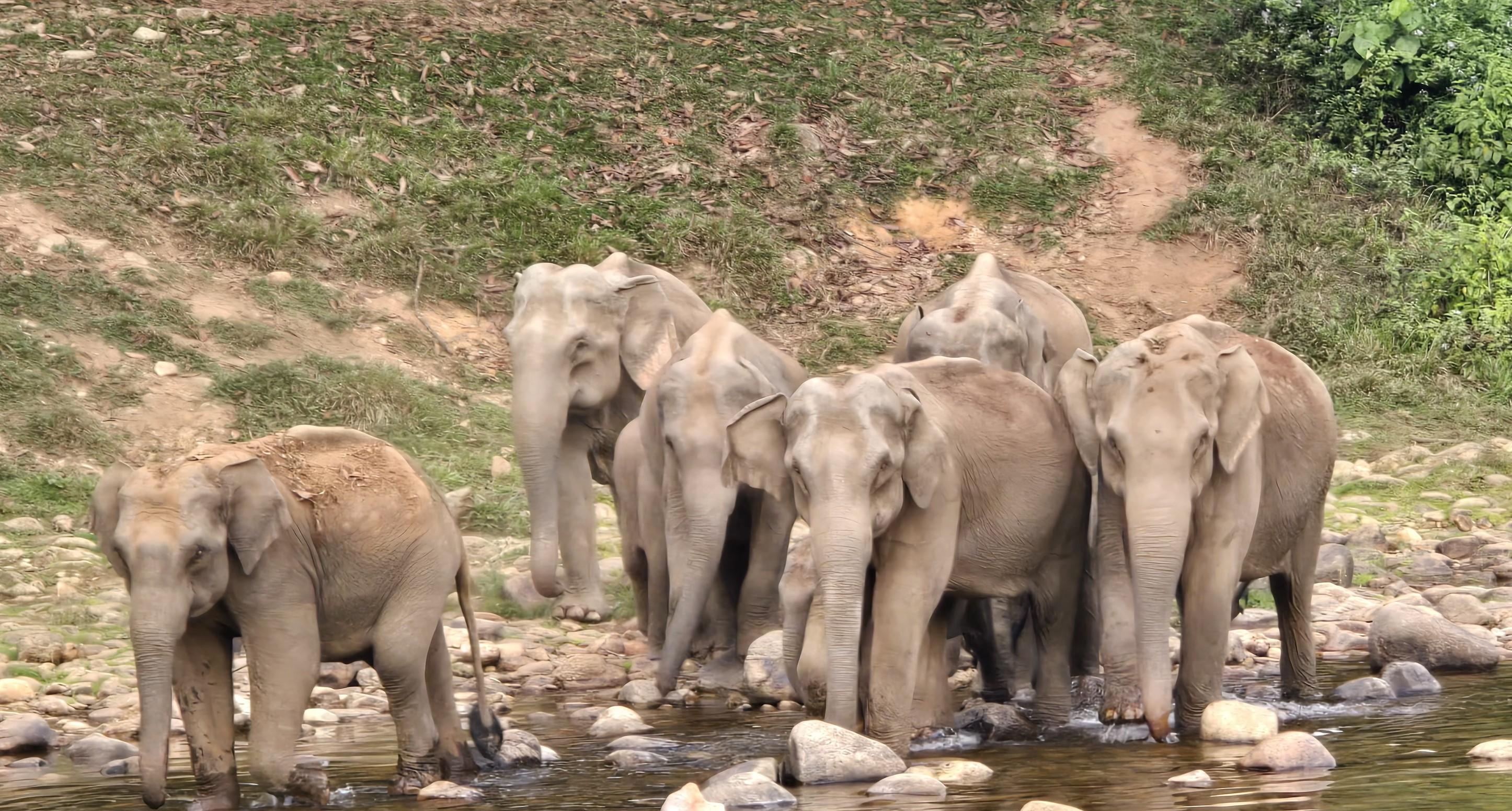 Munnar: Wild Elephant Jeep Safari in Anakulam