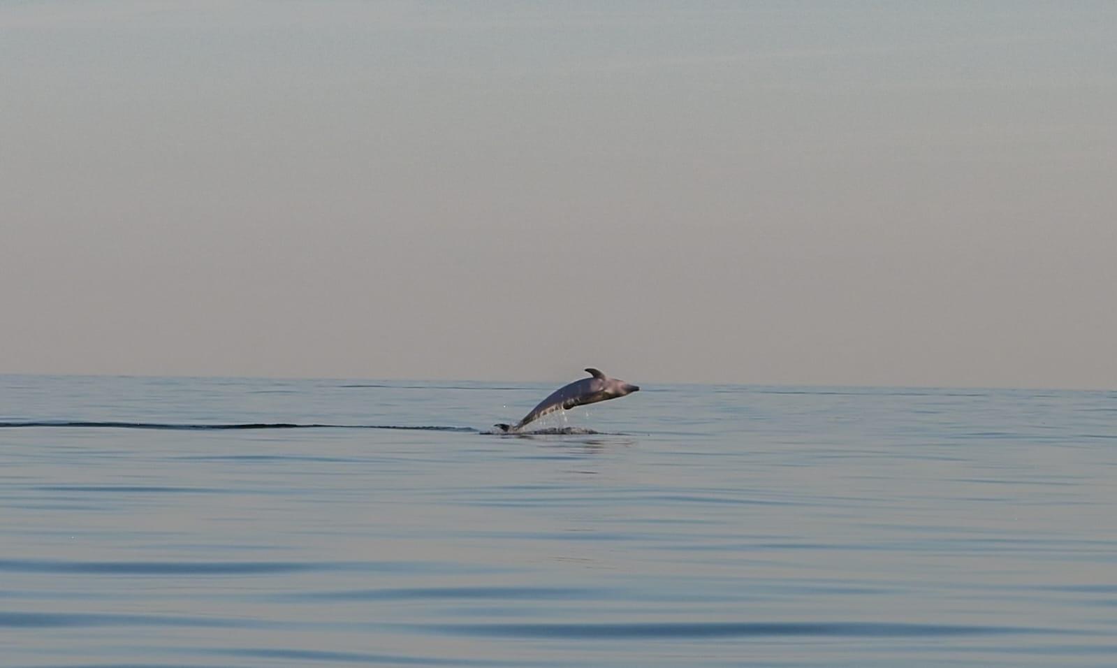 Adriatic Dolphin Safari by Speedboat