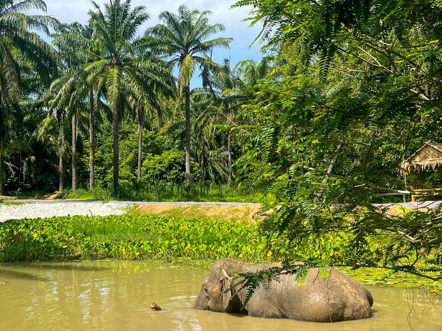 Krabi Ethical Elephant Sanctuary: Observe, Feed & Walk (No Touching)