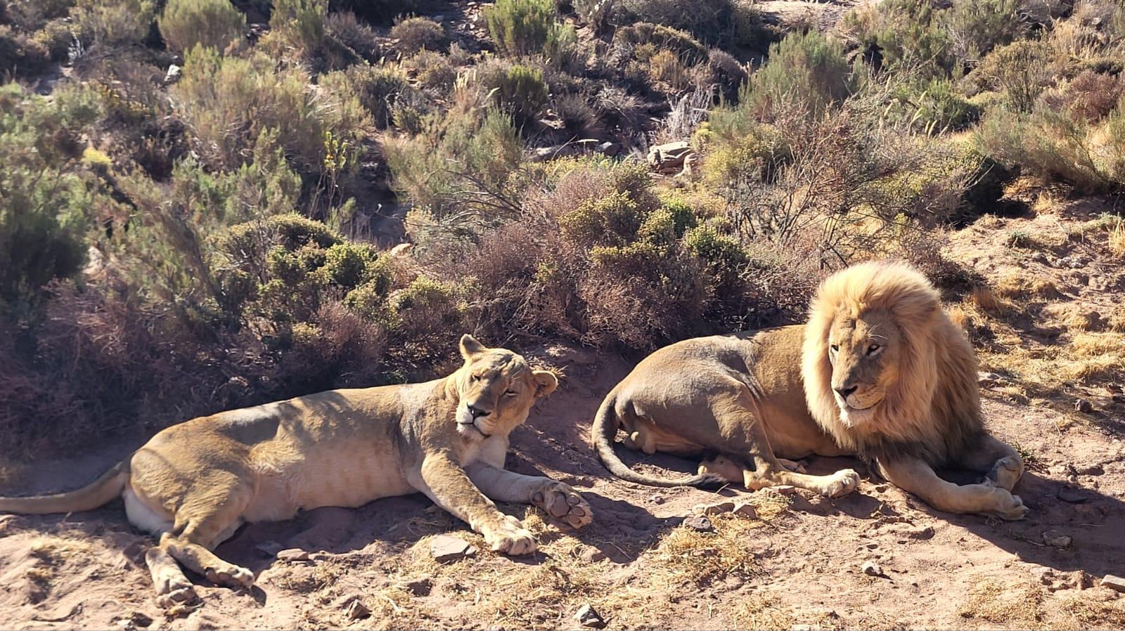 Cape Town Big Five Sunset Safari with Buffet & Hotel Transfers